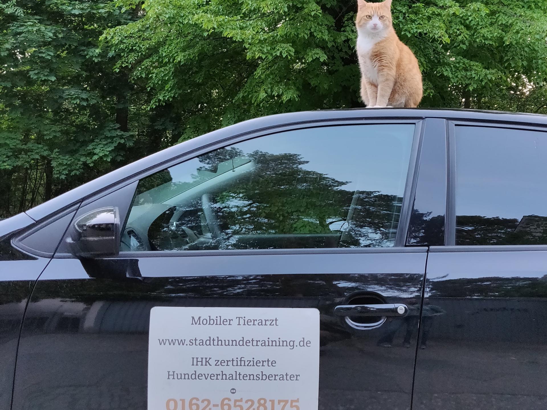 Ansicht 1 von Mobile Tierarztpraxis Brit von Plettenberg