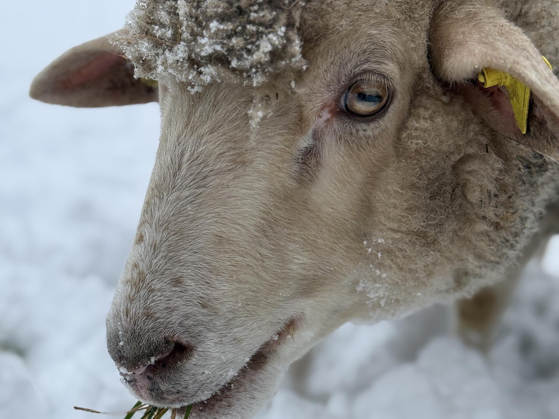 Ansicht 2 von Tierarztpraxis Nina Siegmund für Rinder & kleine Wiederkäuer