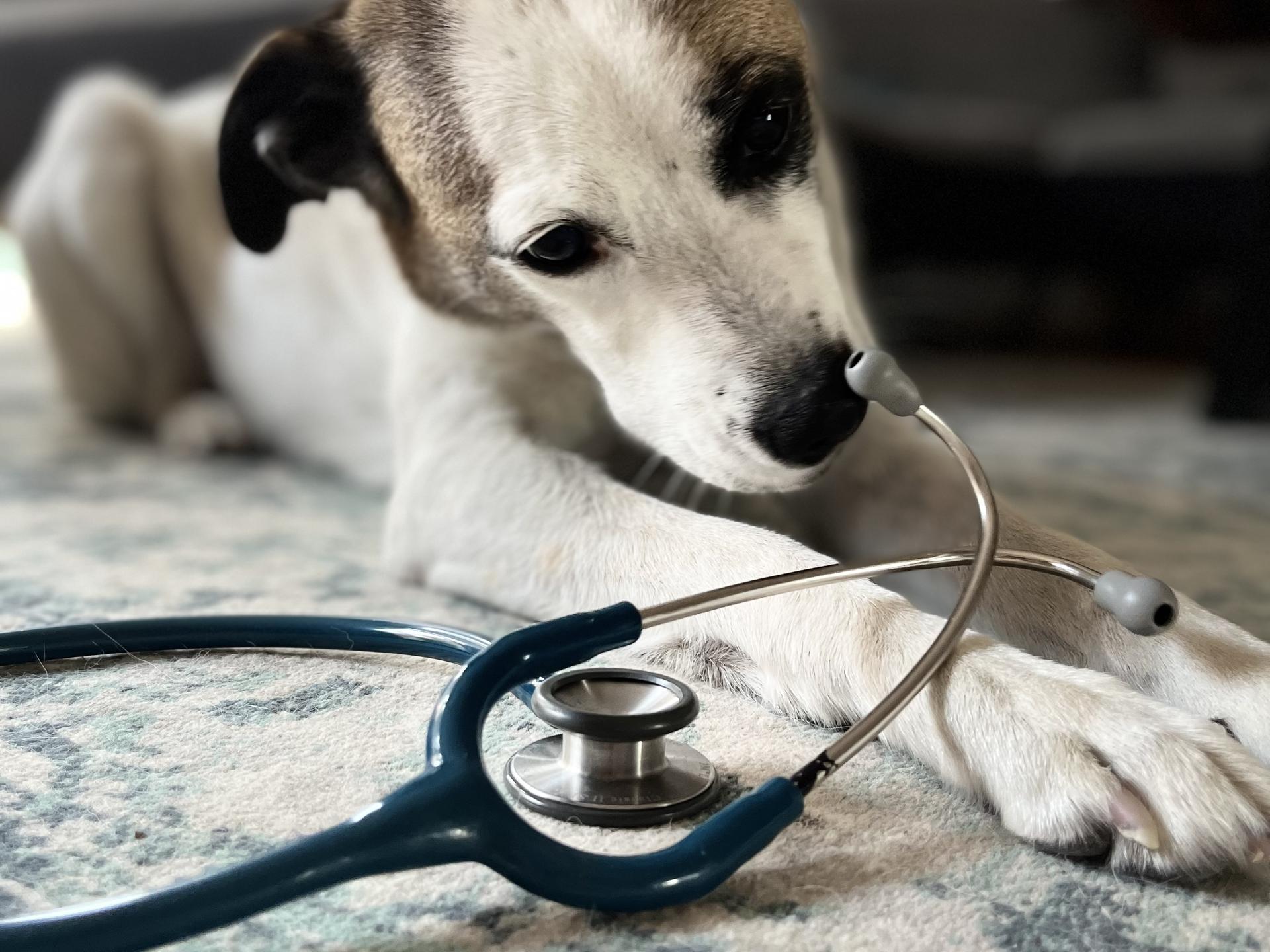 Ansicht 1 von Tierarztpraxis Dr. med. vet. Laura Oelker