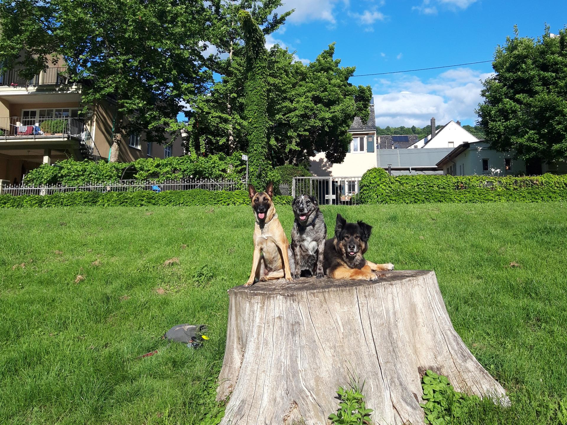 View 3 of Tierärztliche Praxis Reiter, Weiß und Kollegen