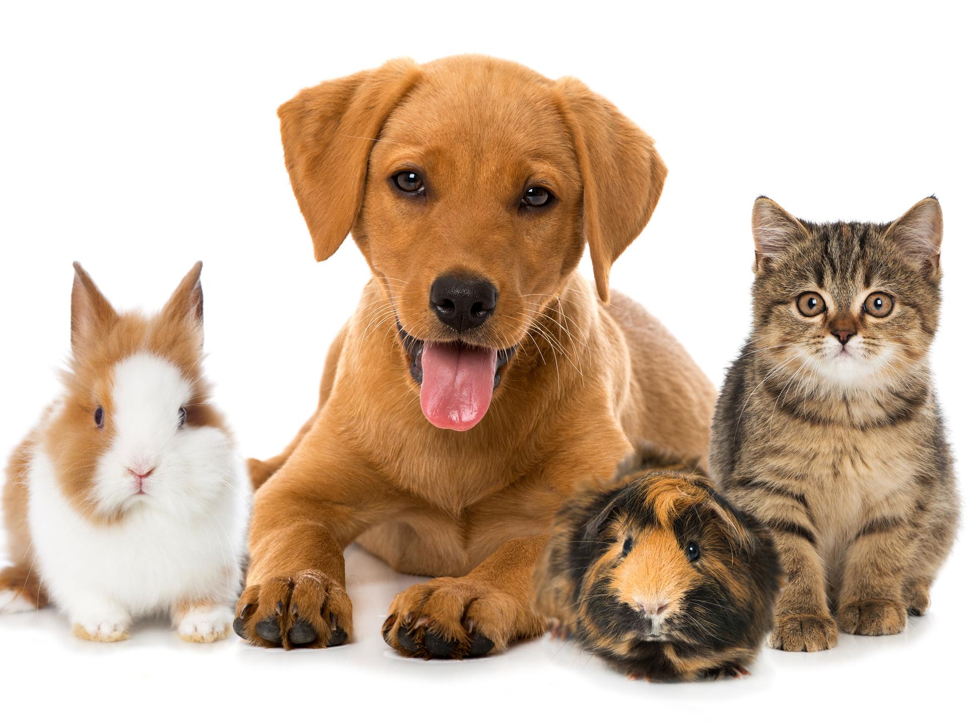 Ansicht 1 von Tierarztpraxis Wurster Straße in Bremerhaven | Hunde-, Katzen- oder Heimtierbehandlung