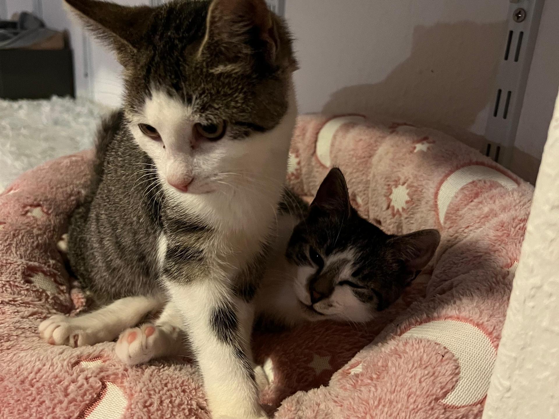 Ansicht 3 von Tierarztpraxis Wurster Straße in Bremerhaven | Hunde-, Katzen- oder Heimtierbehandlung