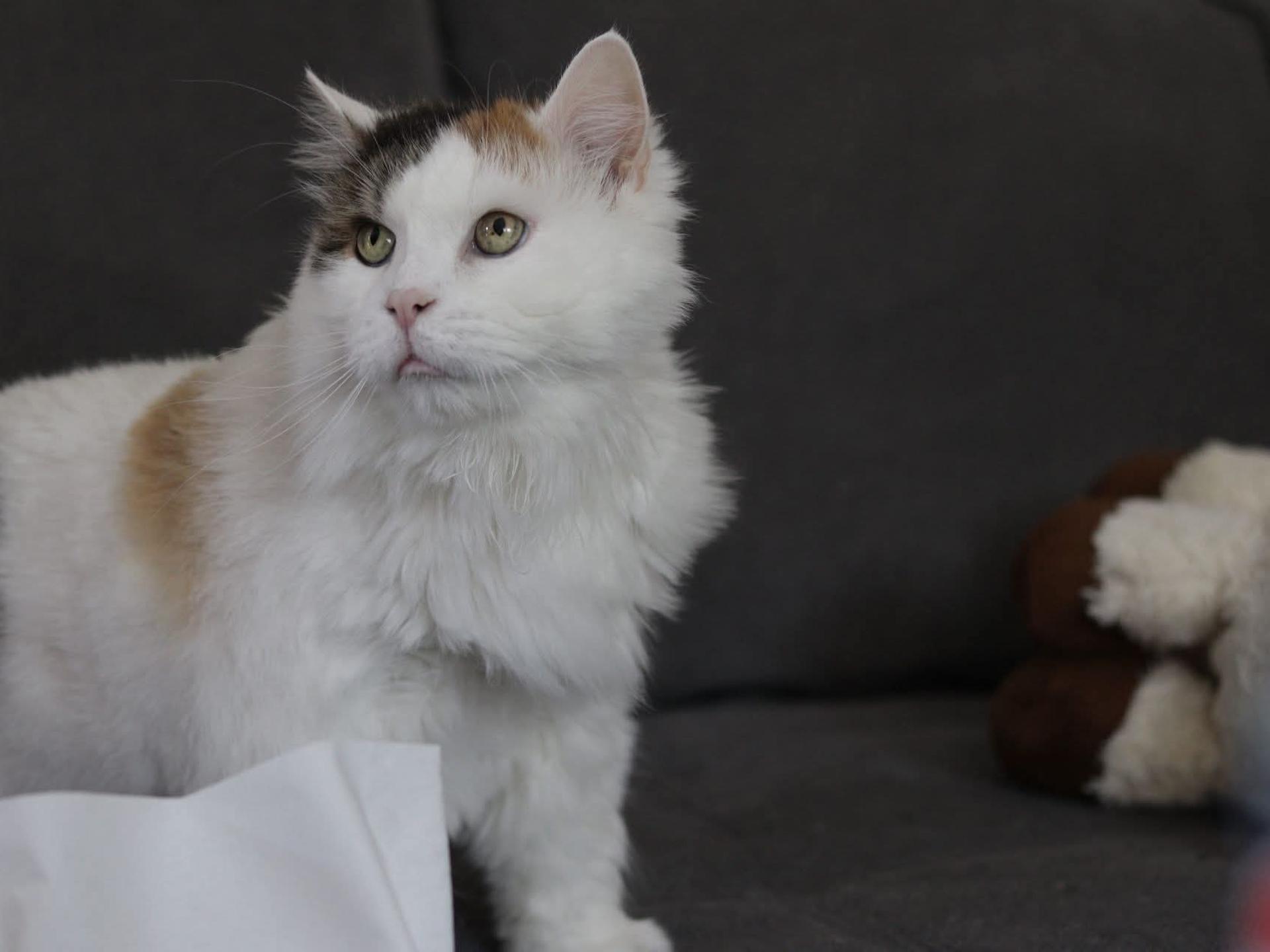 Ansicht 5 von Tierarztpraxis Roman Kahlisch