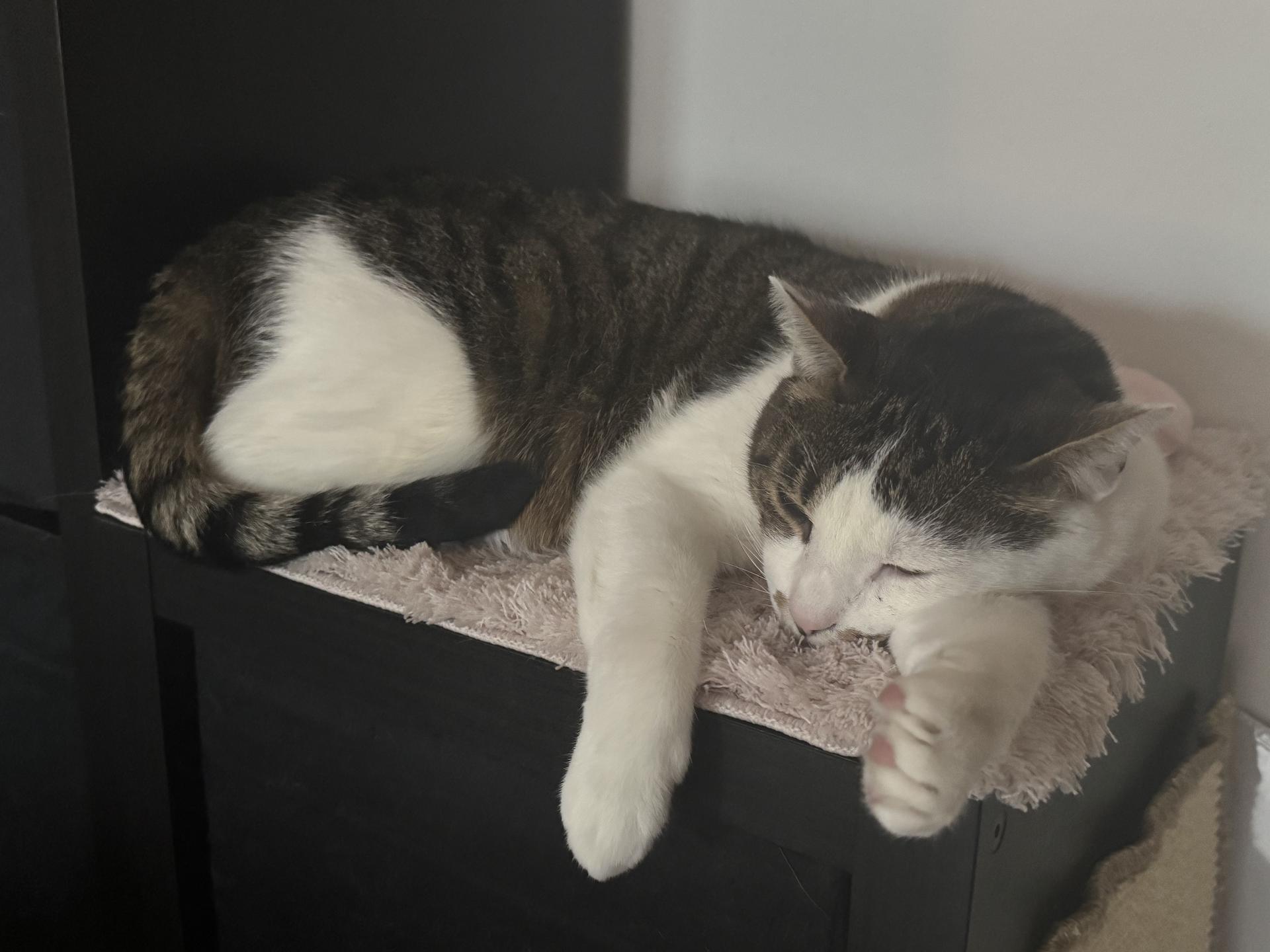 Ansicht 3 von felmo Mobiler Tierarzt Darmstadt