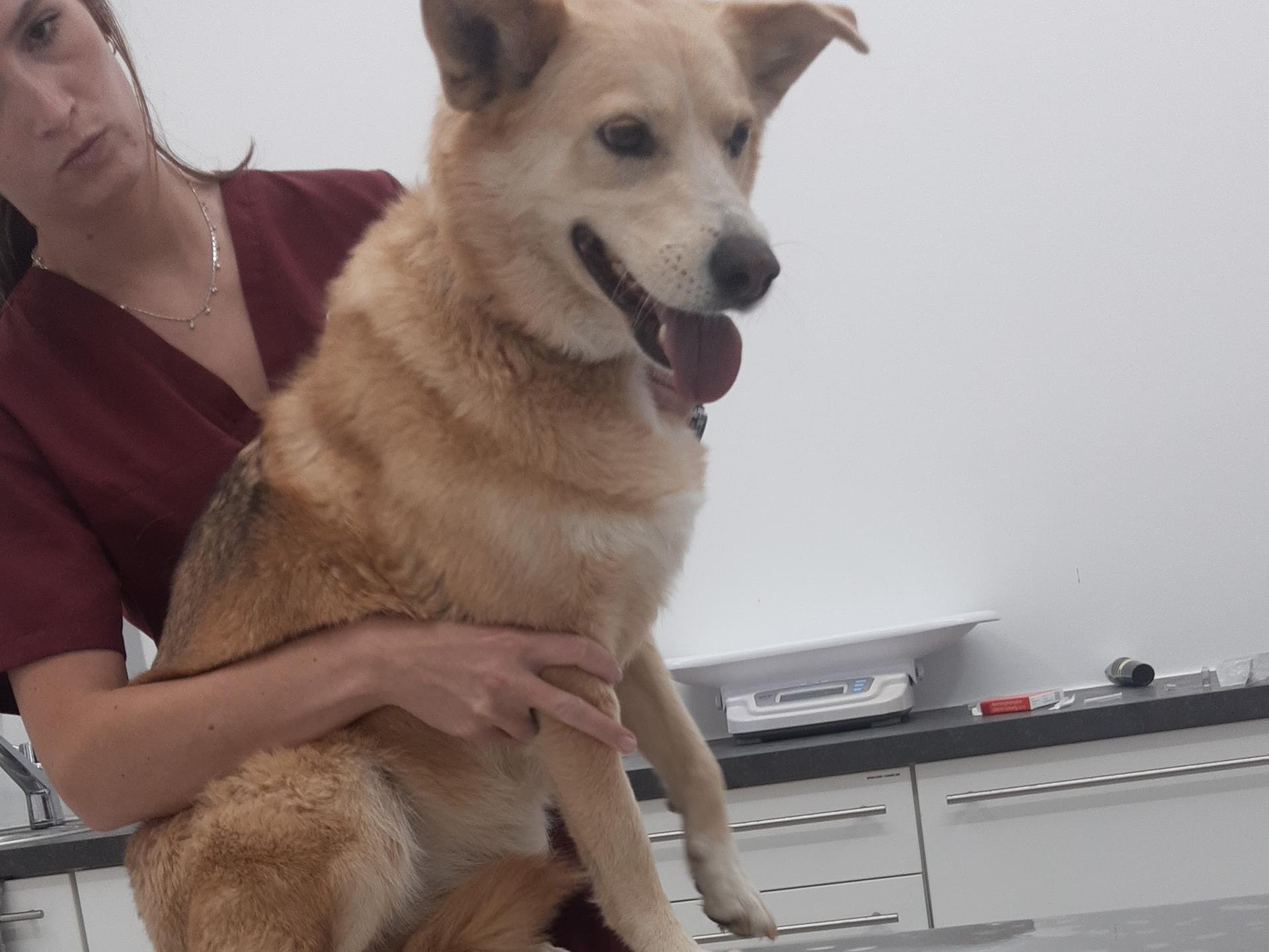 Ansicht 2 von Tierklinik Dr. Schneichel