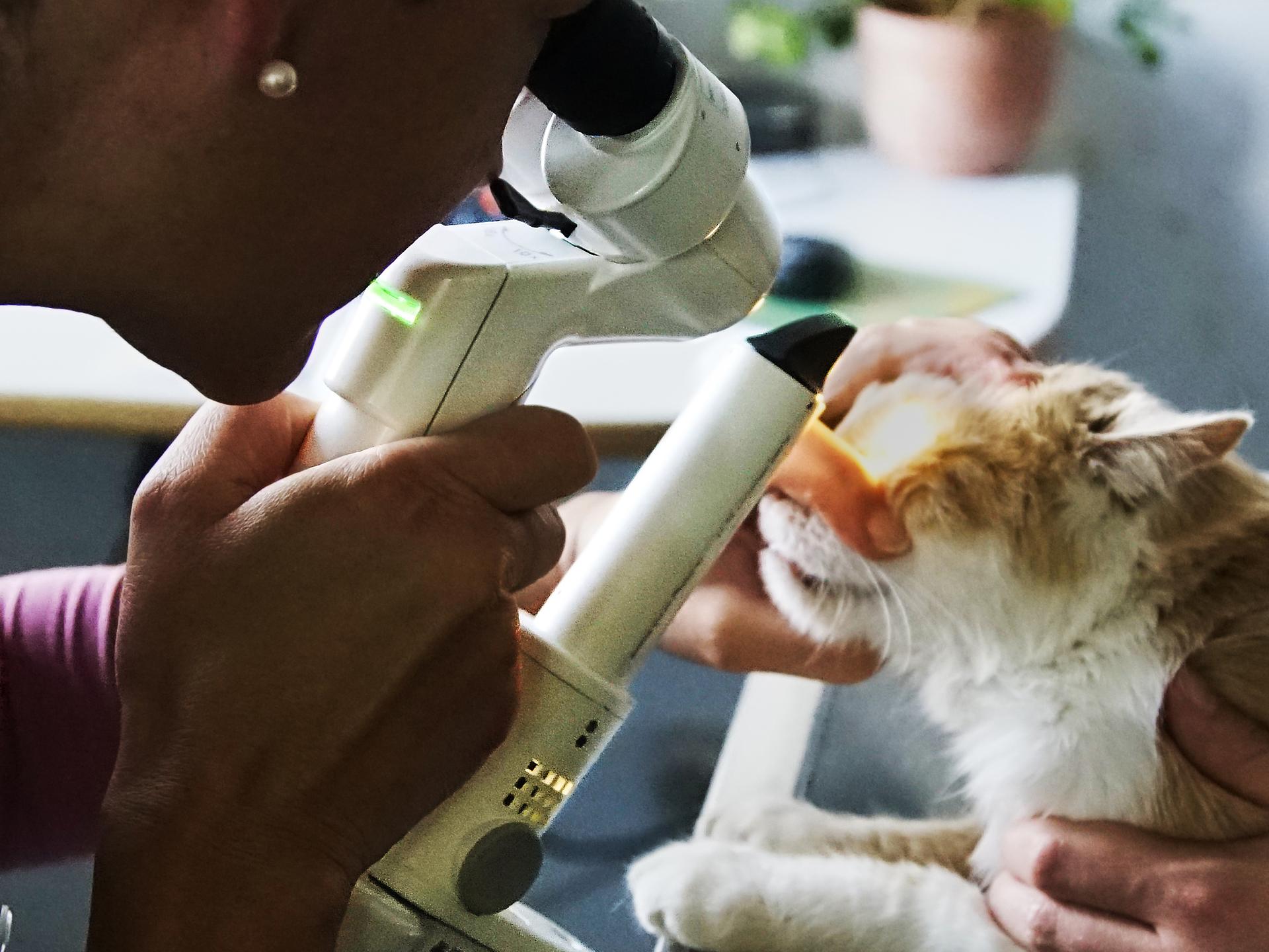 Ansicht 2 von Dr. Christine Strauch Tierärztin