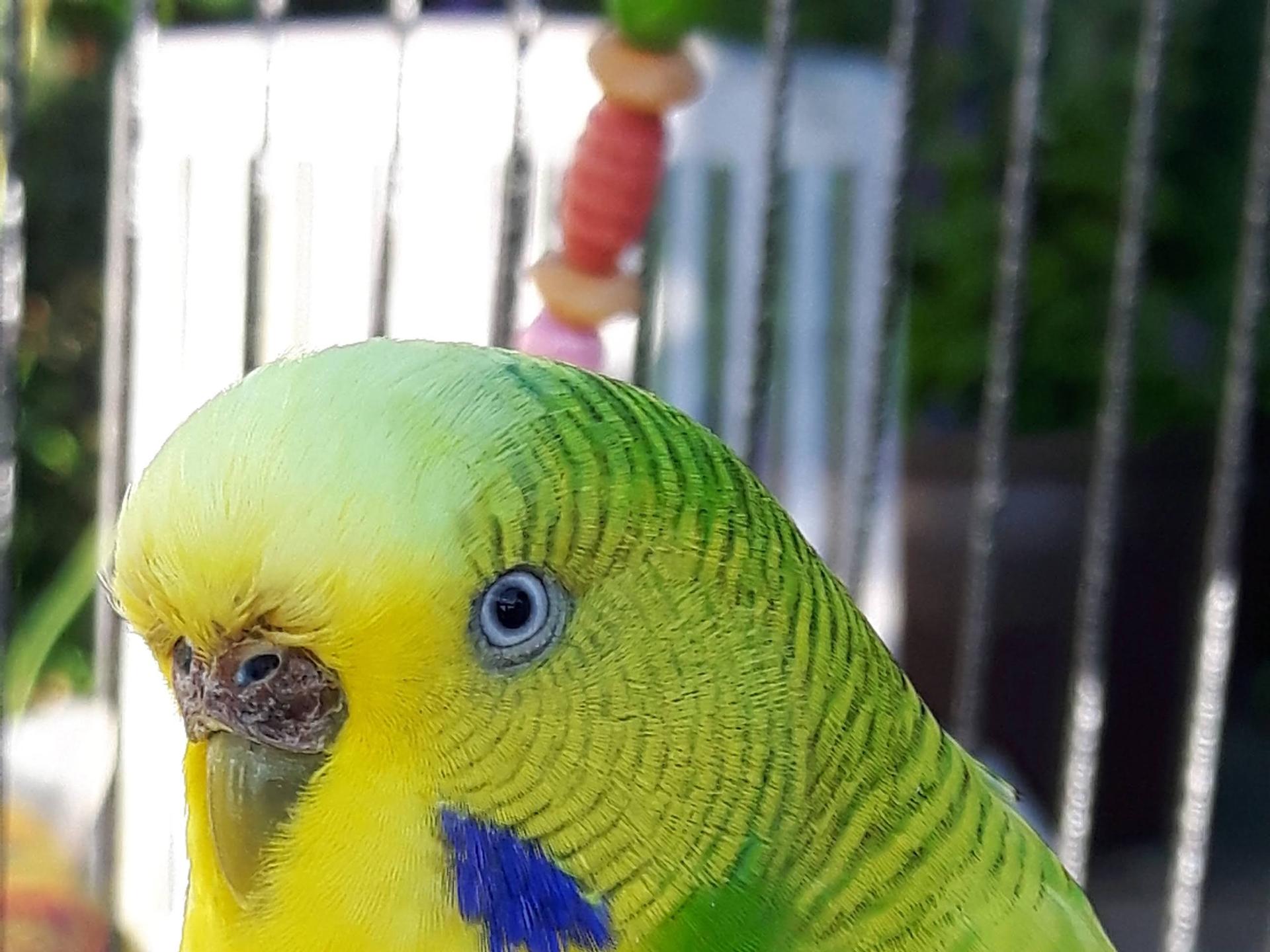 View 2 of Dr. Petra Zsivanovits Tierärztliche Praxis für Vogelmedizin