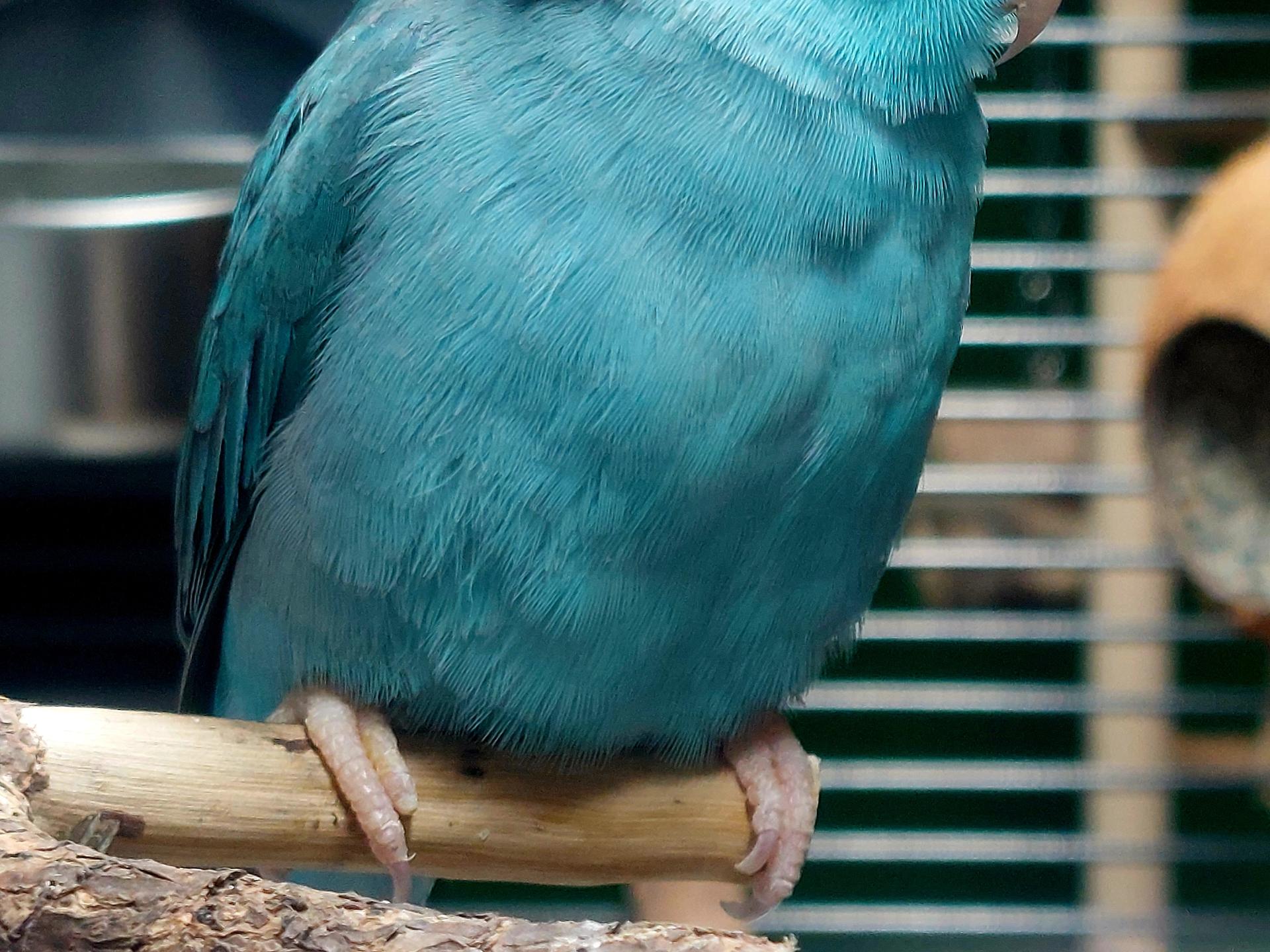 View 3 of Dr. Petra Zsivanovits Tierärztliche Praxis für Vogelmedizin