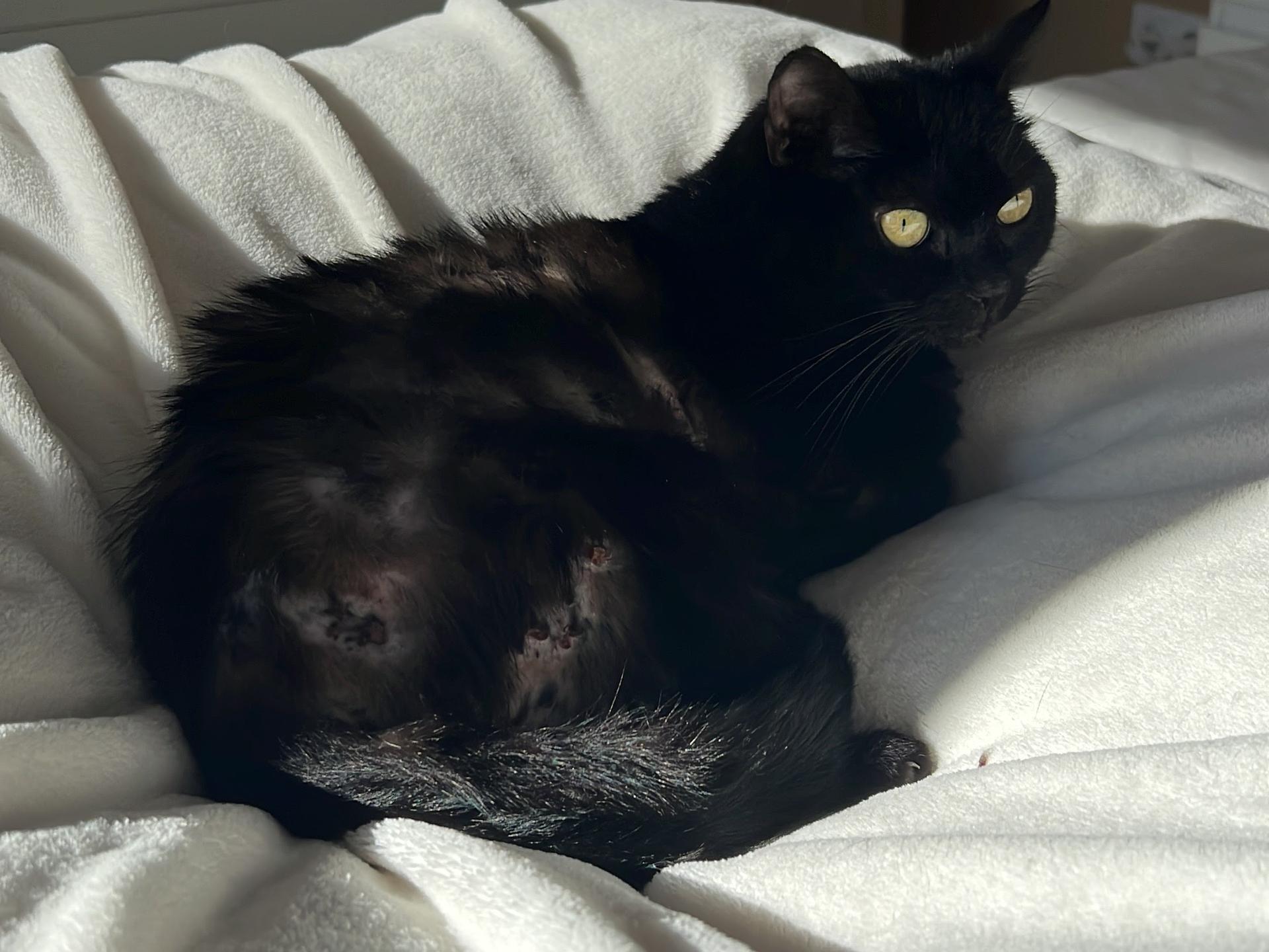 Ansicht 2 von Hund Katze Haut - Königswinter
