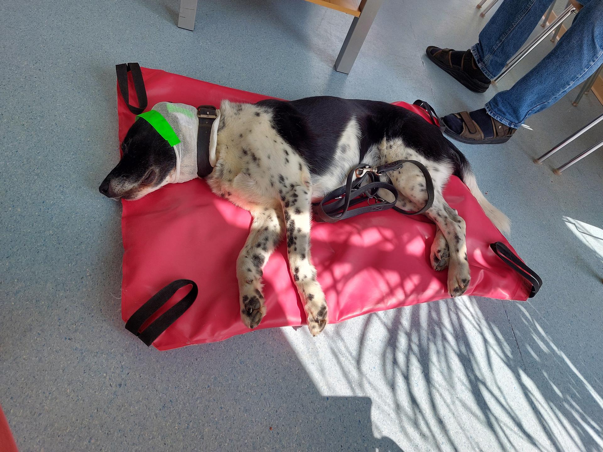 Ansicht 2 von Tierarzt Claudia Gottwald