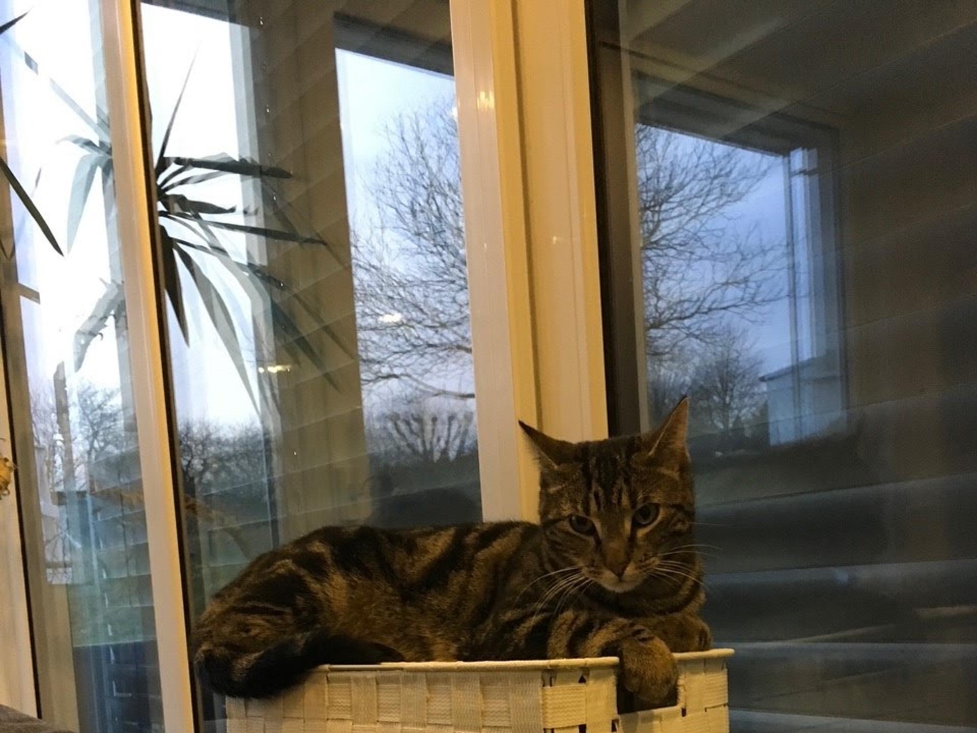 Ansicht 1 von Tierärztlicher Hausbesuchsdienst Monika Heinrich