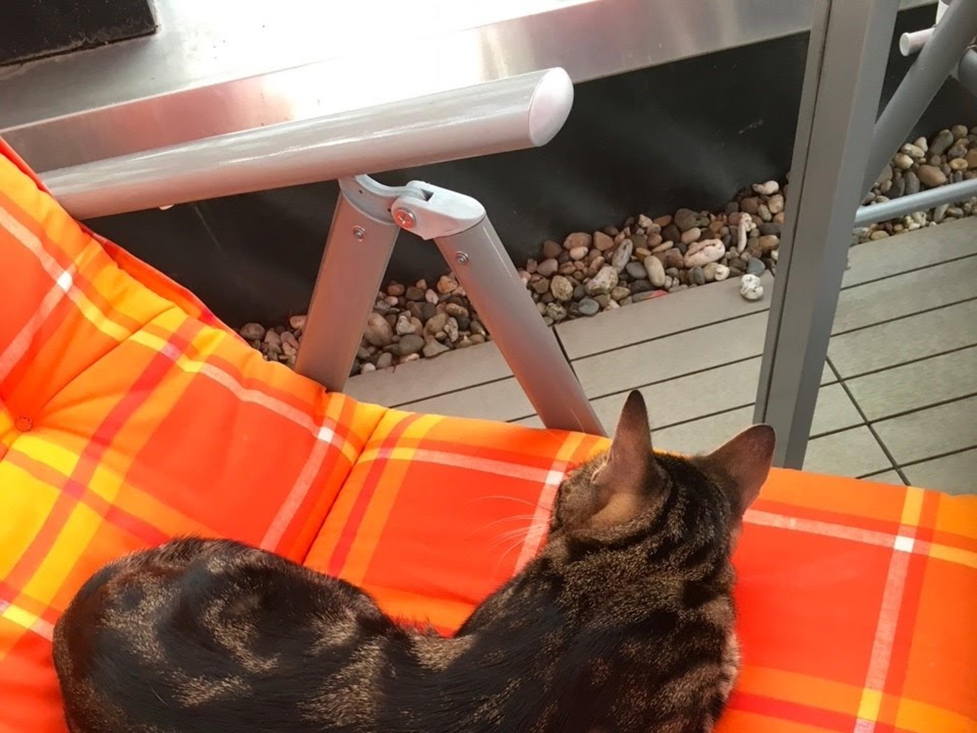 Ansicht 2 von Tierärztlicher Hausbesuchsdienst Monika Heinrich