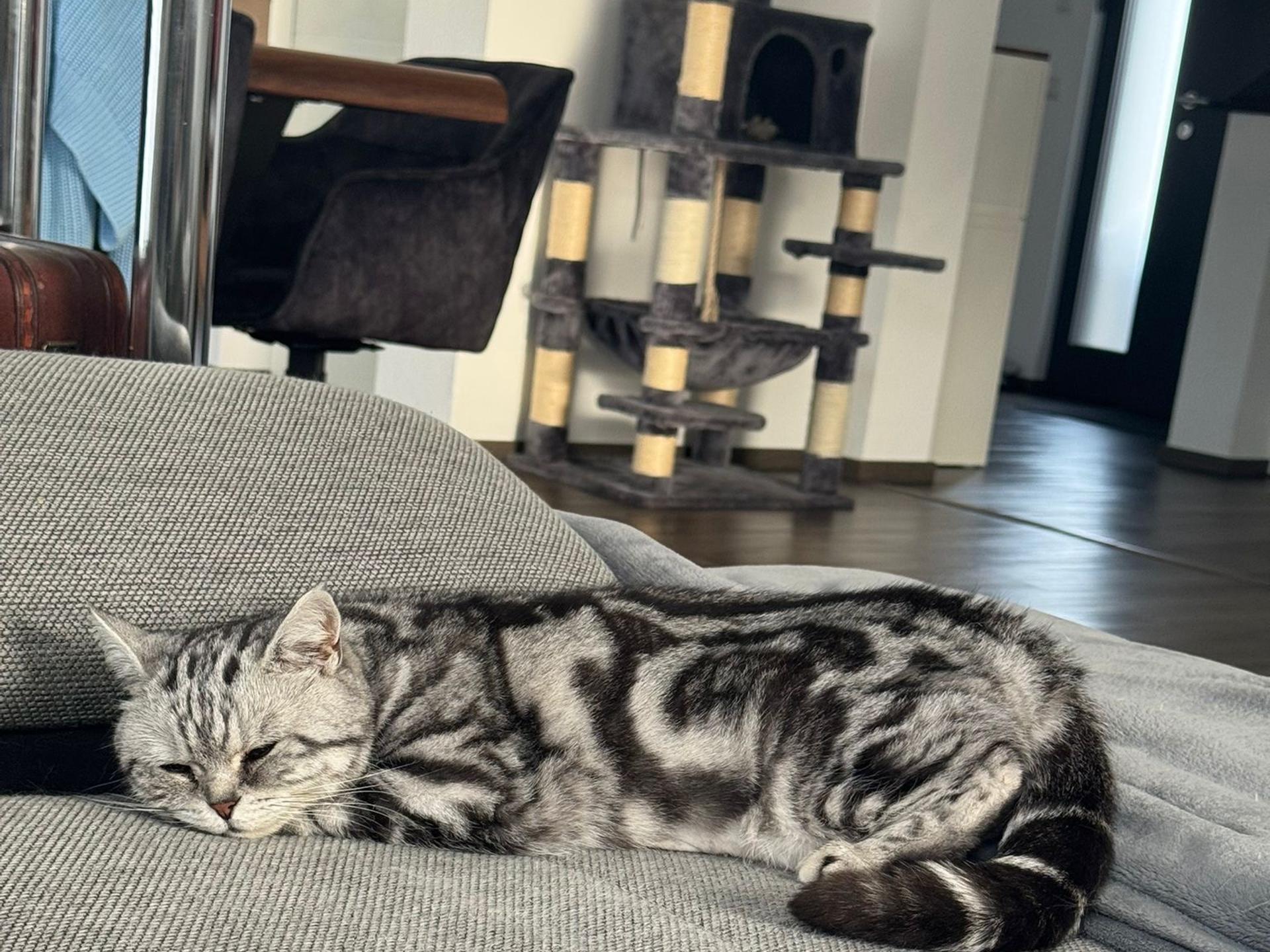Ansicht 2 von Tierklinik Blaichach