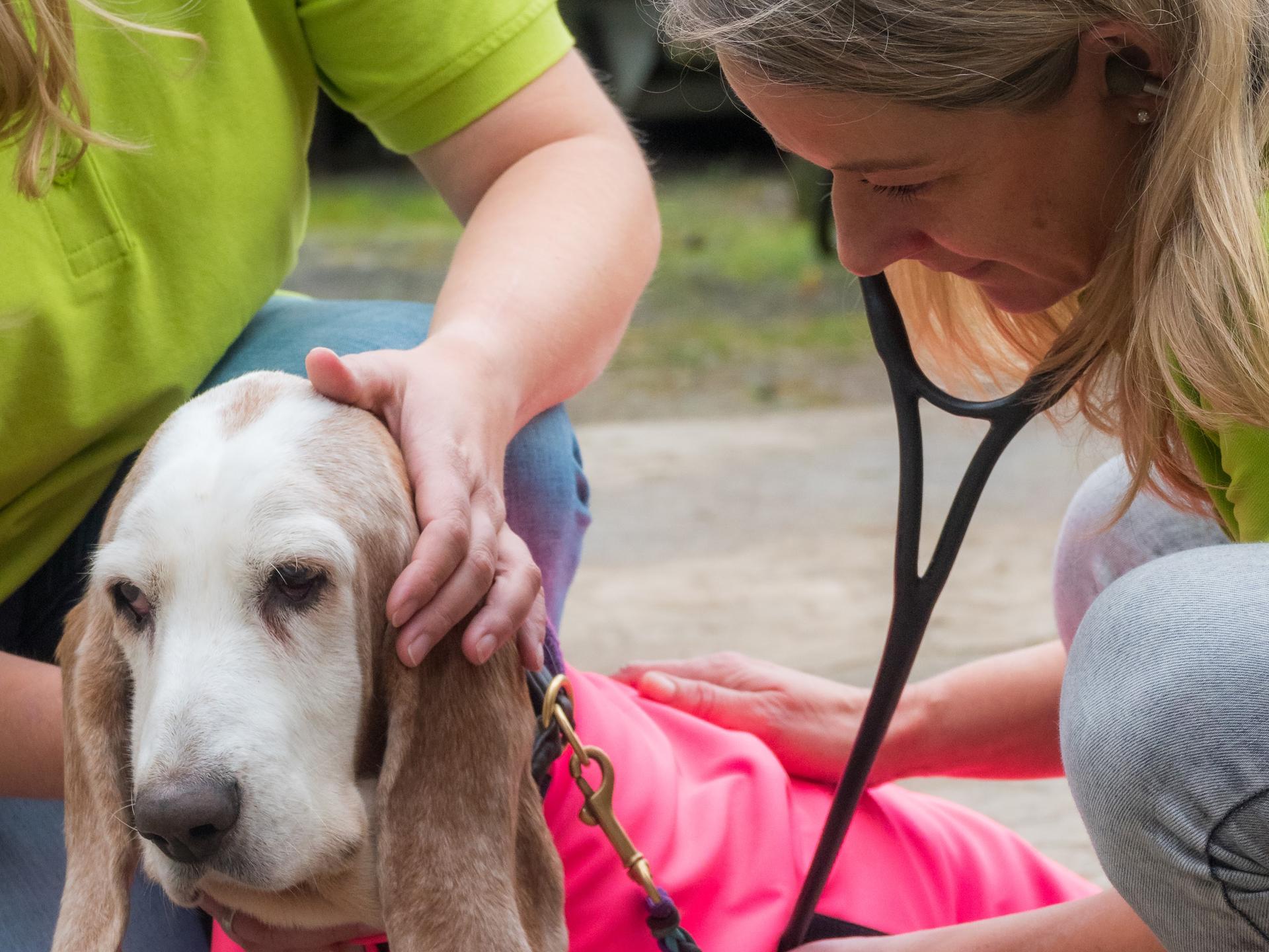 Ansicht 3 von Mobile Tierarztpraxis am Kaiser