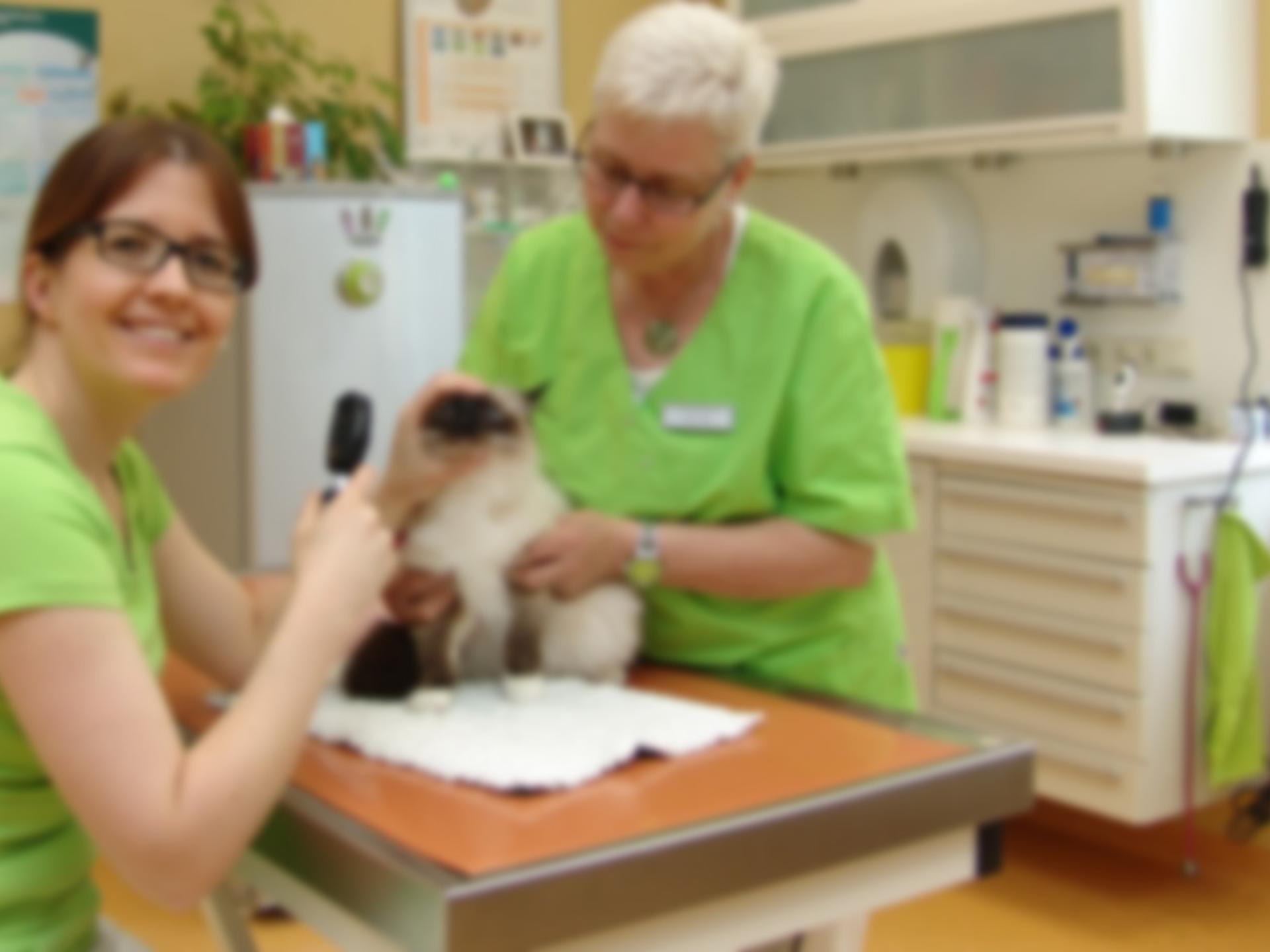 Ansicht 1 von Kleintierpraxis & Tierpension Dr. med. vet. Anke Horn
