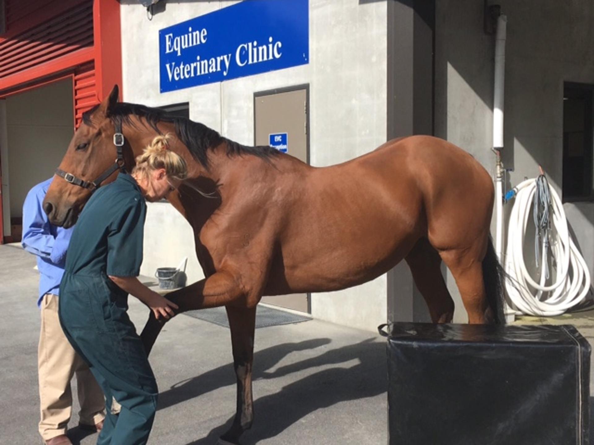 View 1 of Dr.med.vet Henrike Heinemann - Chiropraktik für Tiere