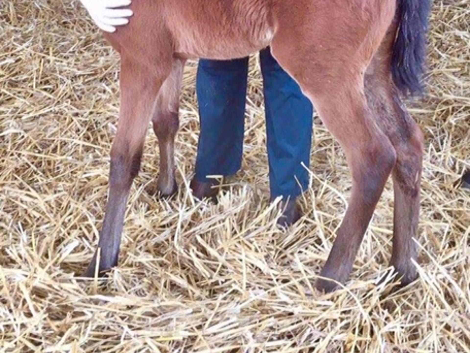 View 3 of Dr.med.vet Henrike Heinemann - Chiropraktik für Tiere
