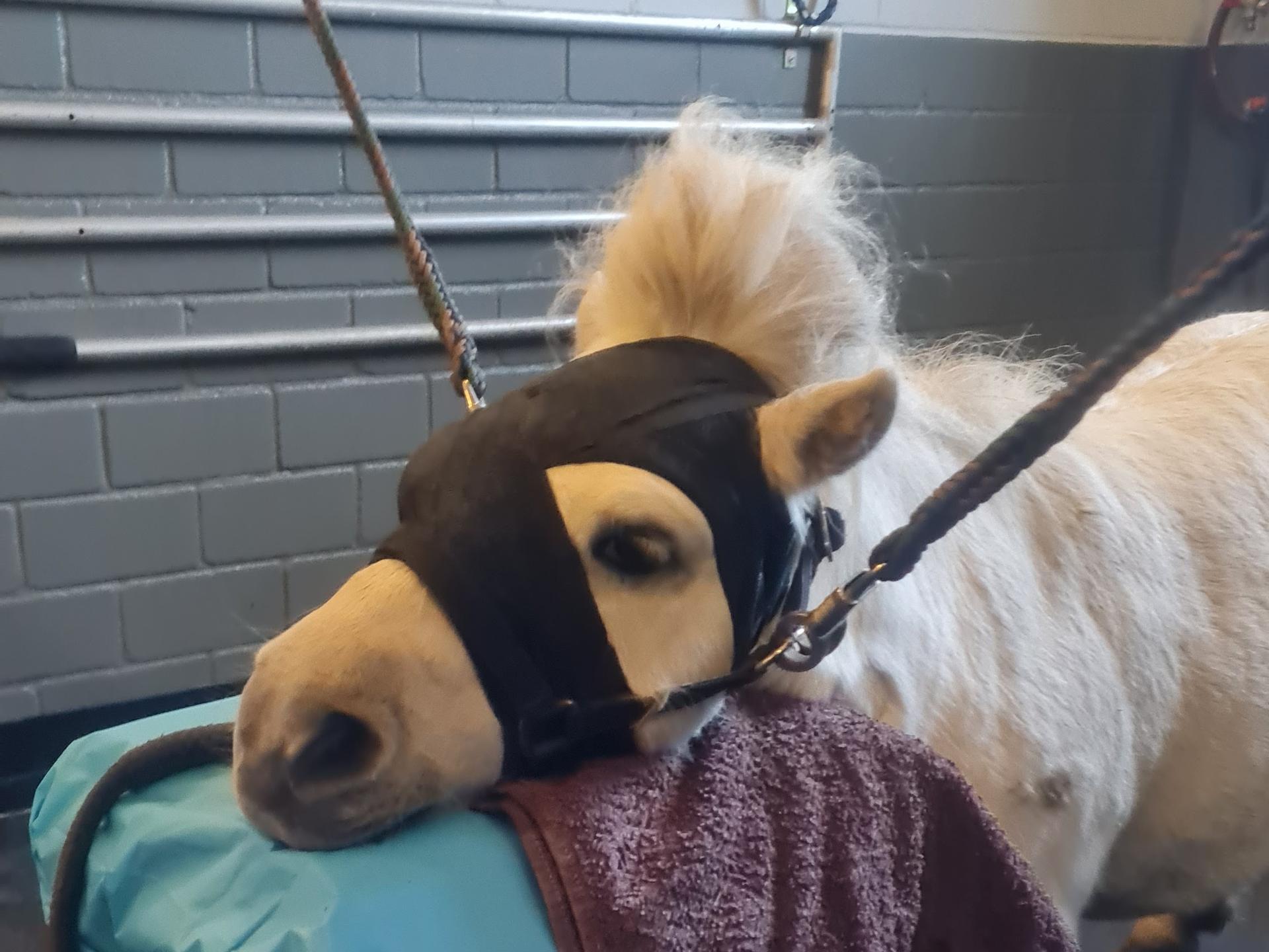 Ansicht 1 von Dr.med.vet. Sophie Koppe Tierärztin