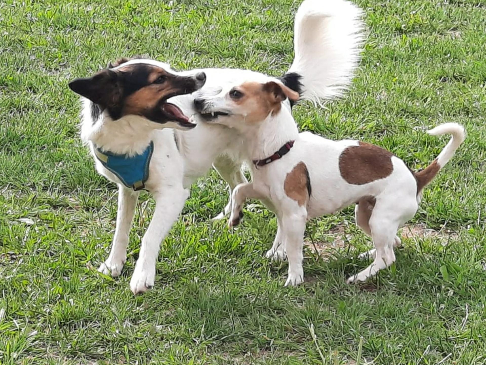 Ansicht 1 von Hundepension BelLissiMo