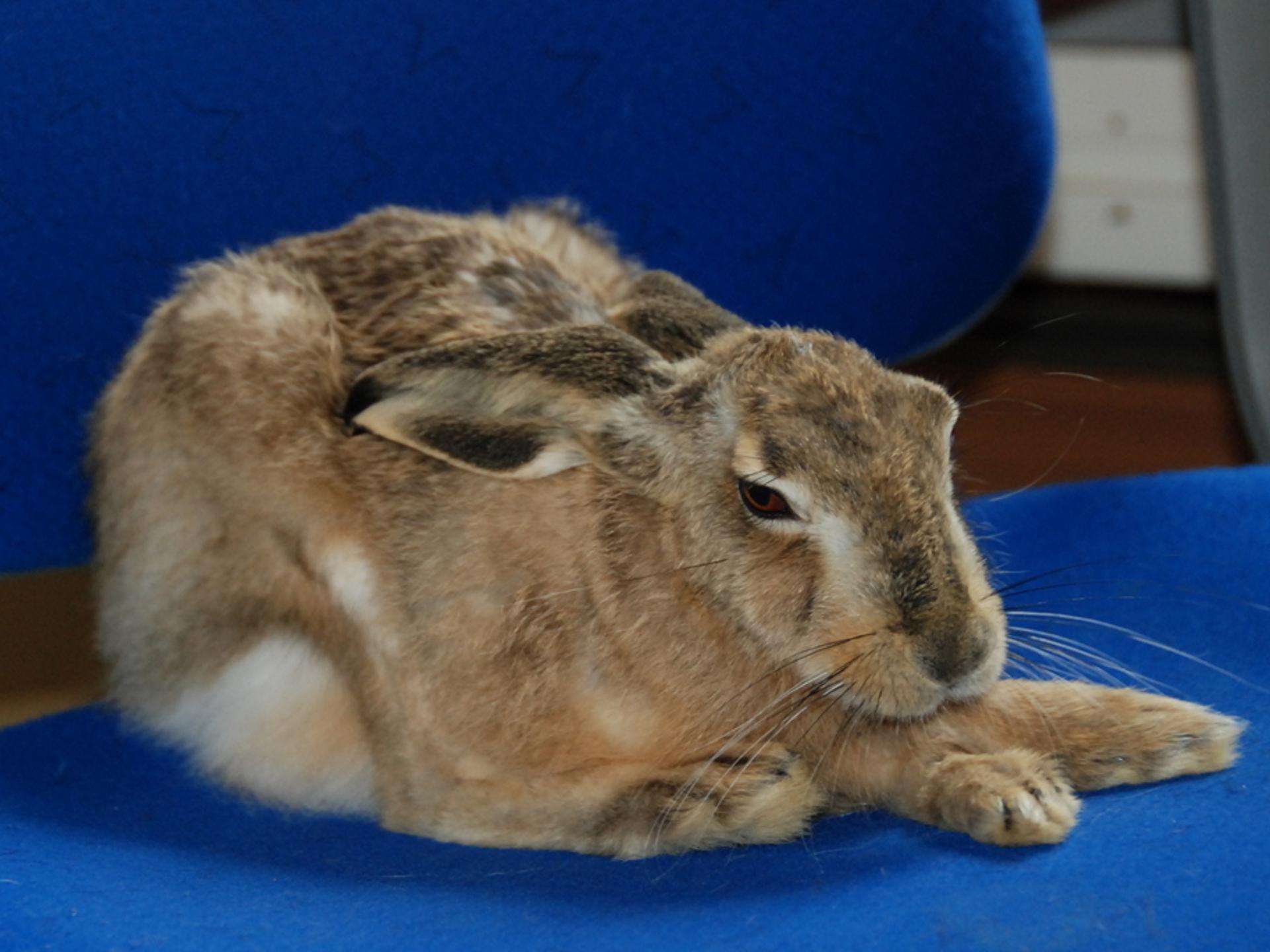 Ansicht 5 von Dr.med.vet. Bärbel Hacklechner Tierarzt