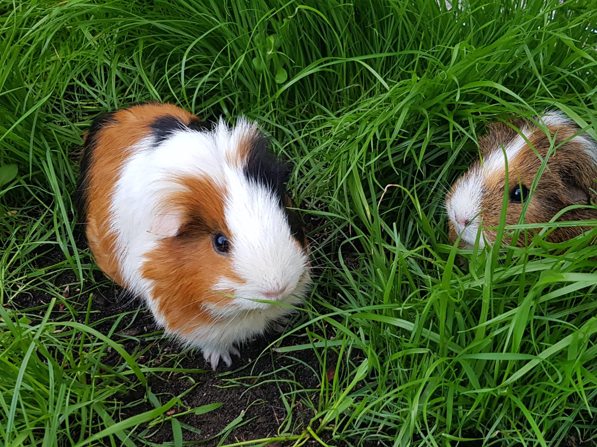 Ansicht 2 von Tierarztparxis Elvire Hudler Oerlinghausen