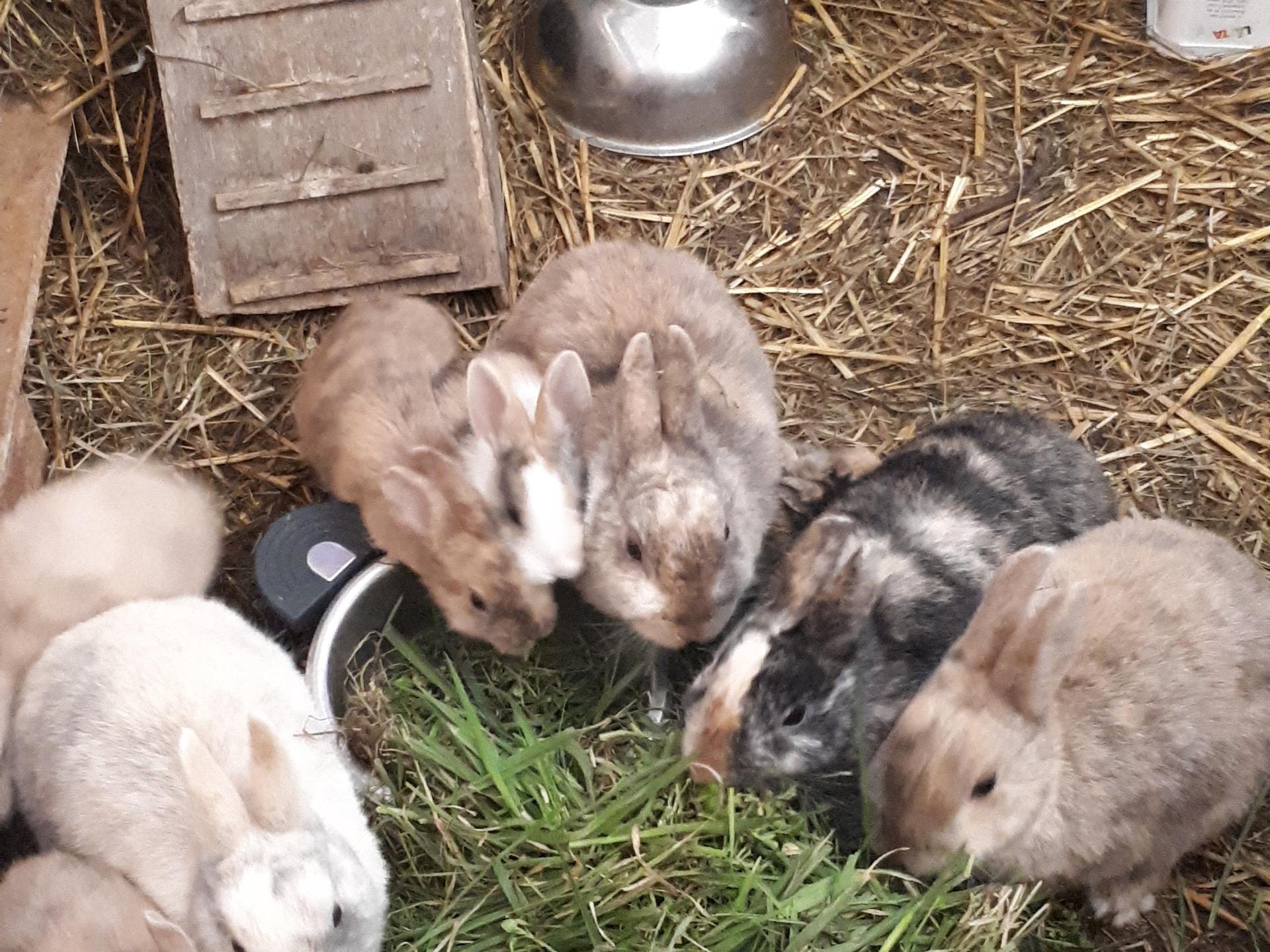 Ansicht 2 von Dr. Angelika Holbach mobile Tierärztin