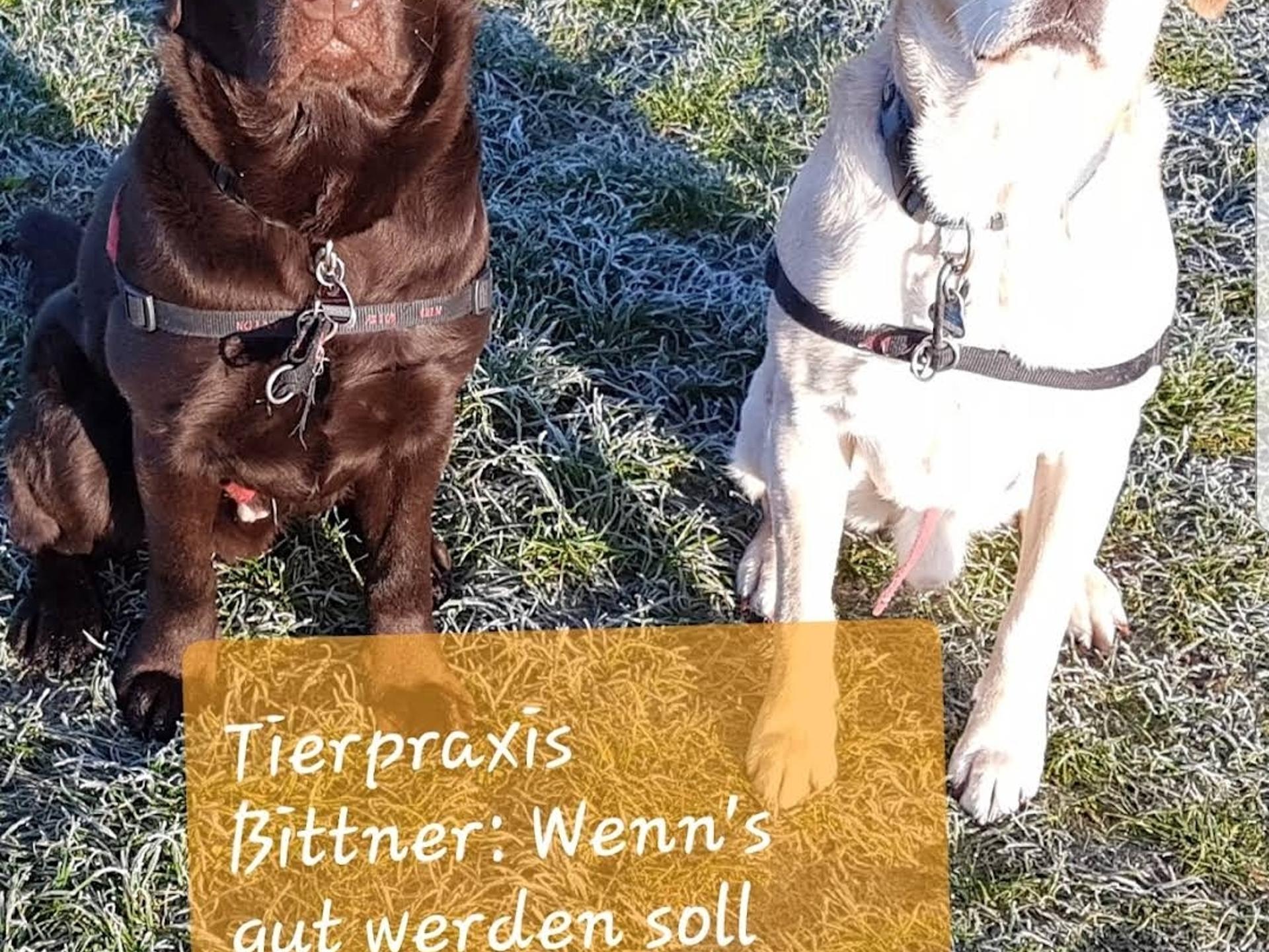 Ansicht 3 von Tierarztpraxis Dr. Meike Bittner
