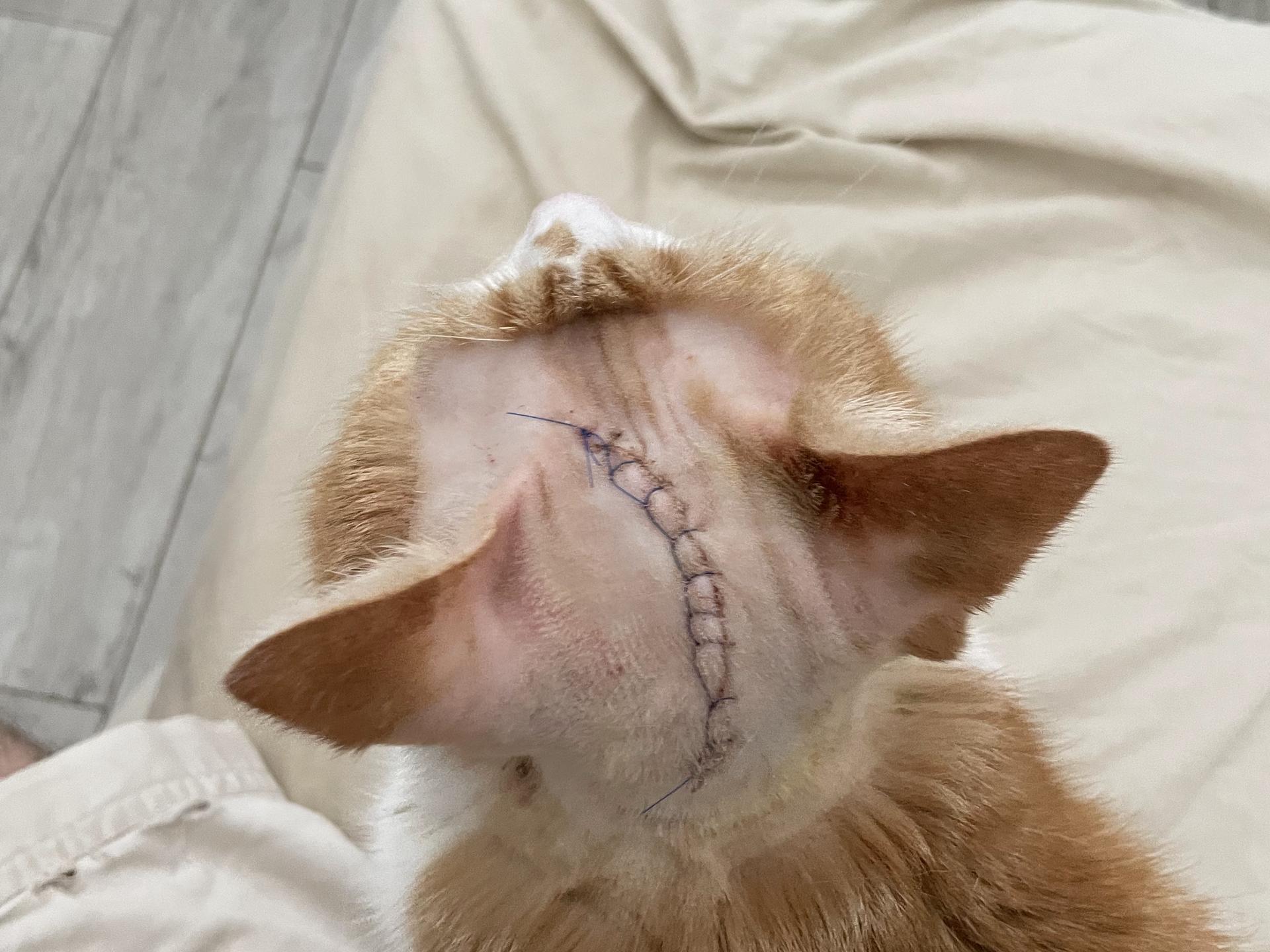 Ansicht 5 von AniCura Kleintierklinik Babenhausen GmbH | 24h Notdienst