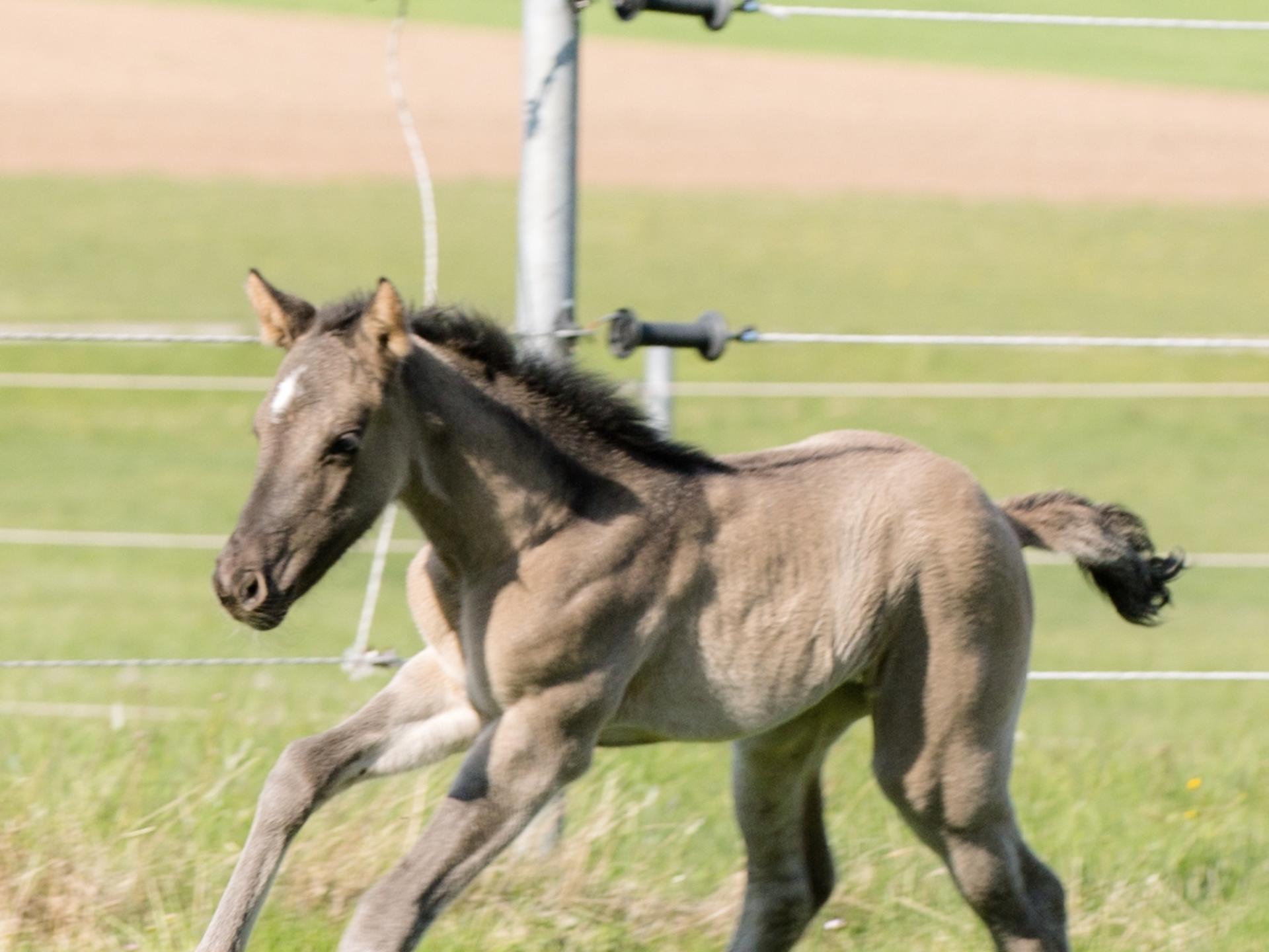 Ansicht 1 von Fachtierärztin für Pferde Dr Susanne Tröster/ Equine Veterinarian