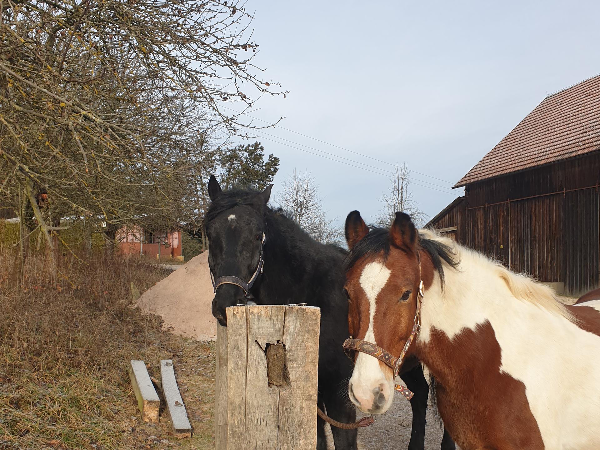 Ansicht 2 von Fachtierärztin für Pferde Dr Susanne Tröster/ Equine Veterinarian