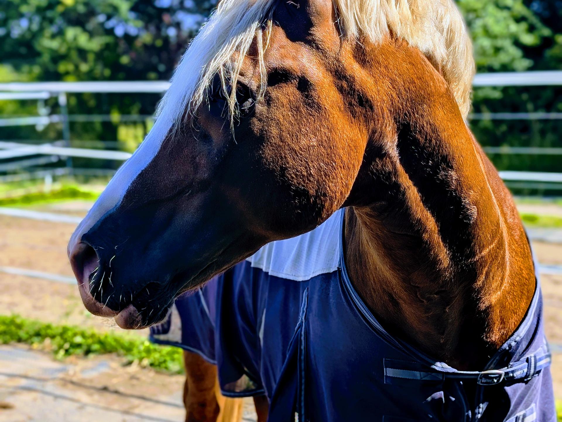 Ansicht 3 von Fachtierärztin für Pferde Dr Susanne Tröster/ Equine Veterinarian