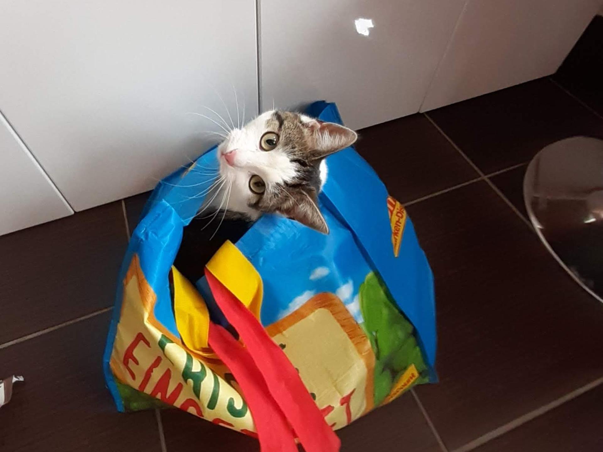 Ansicht 3 von Dr.med.vet. Michael Schröder Tierarzt