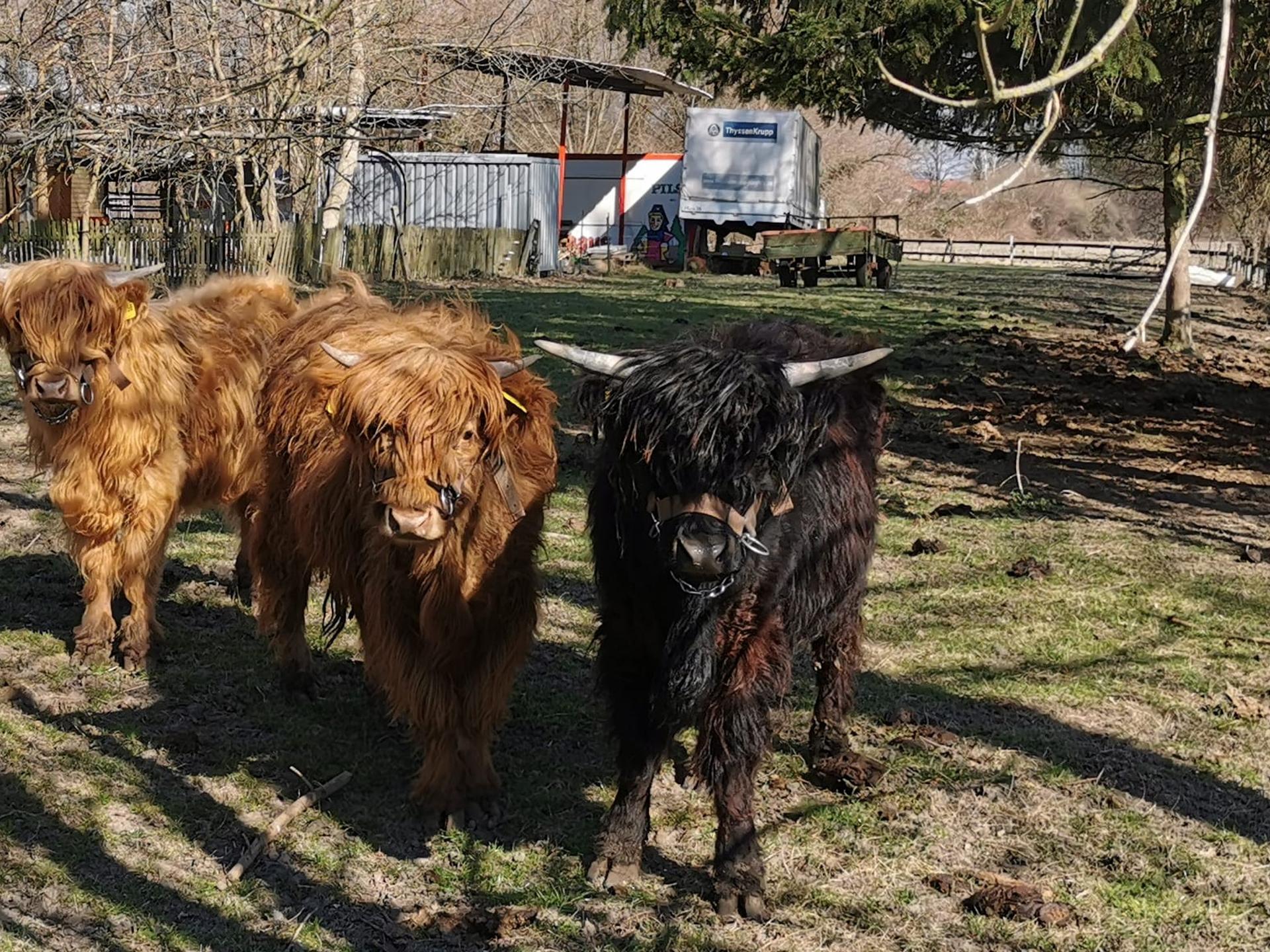 Ansicht 2 von Pferde Tierarztpraxis Rimbach & Tierärztin Gabriele Rodenburg