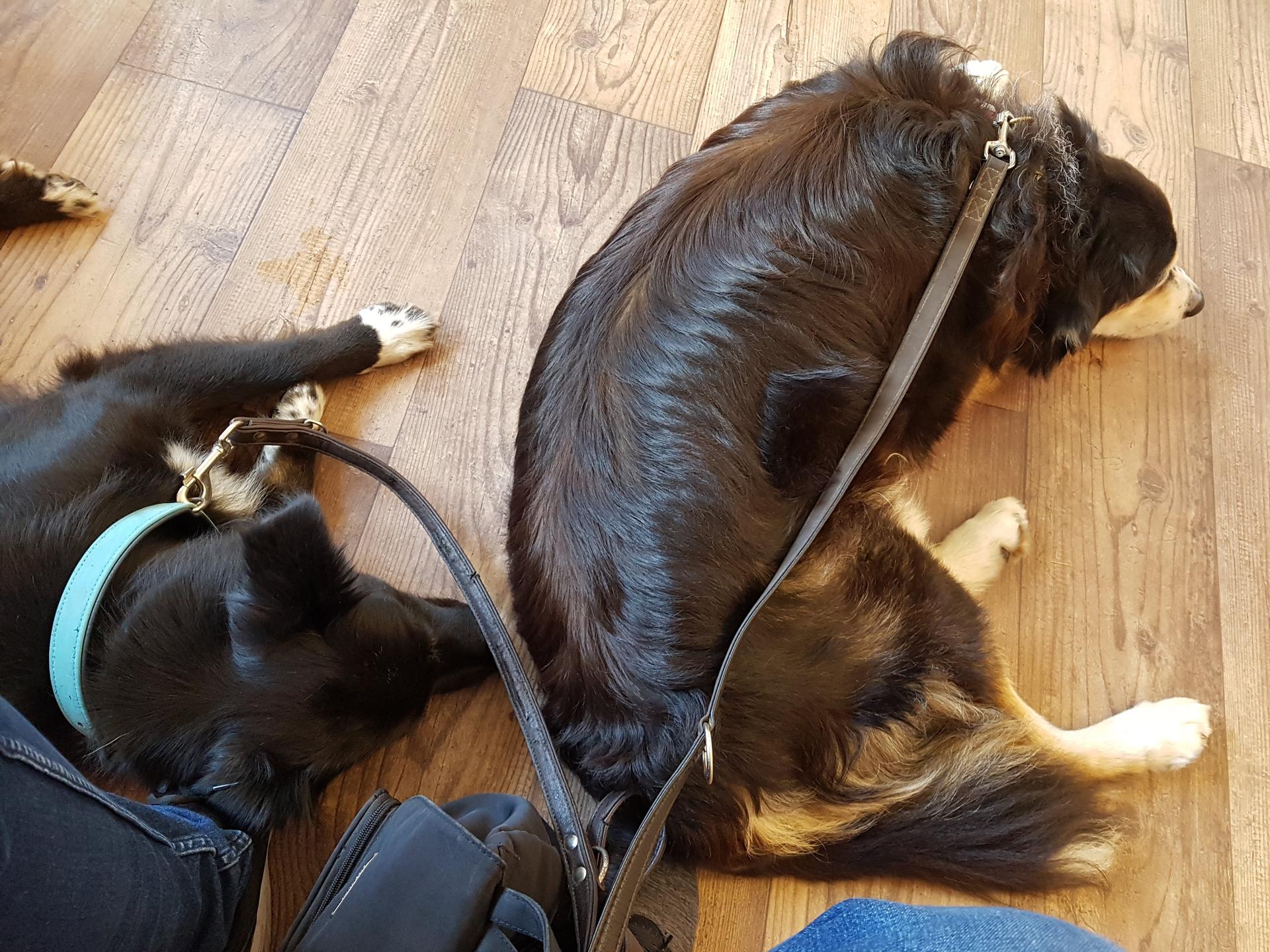 Ansicht 2 von Tierarztpraxis Dr. Th. Simmet