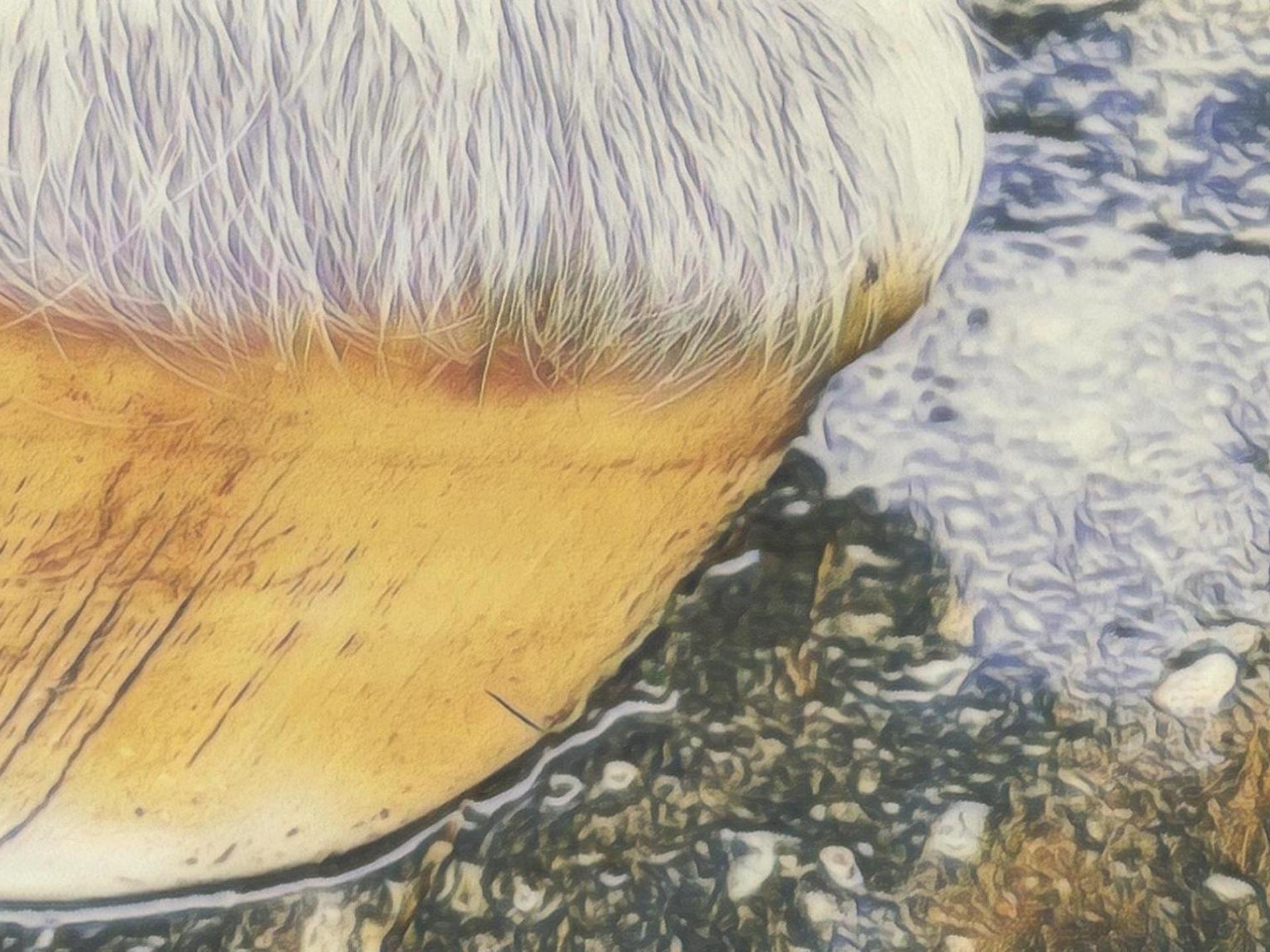 Ansicht 2 von Pferdetierärztin Carolin Pirschel