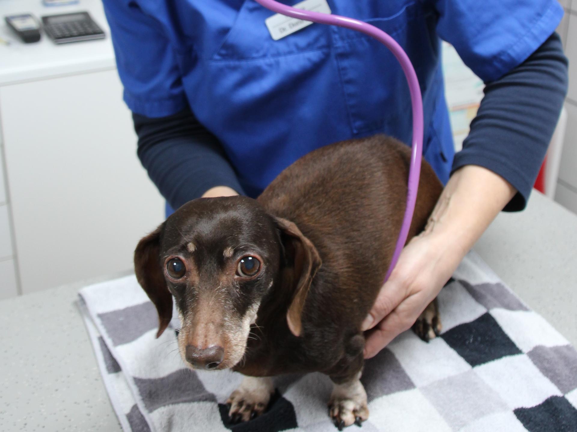 View 1 of Dr. med. vet. Doris Finke Tierärztin