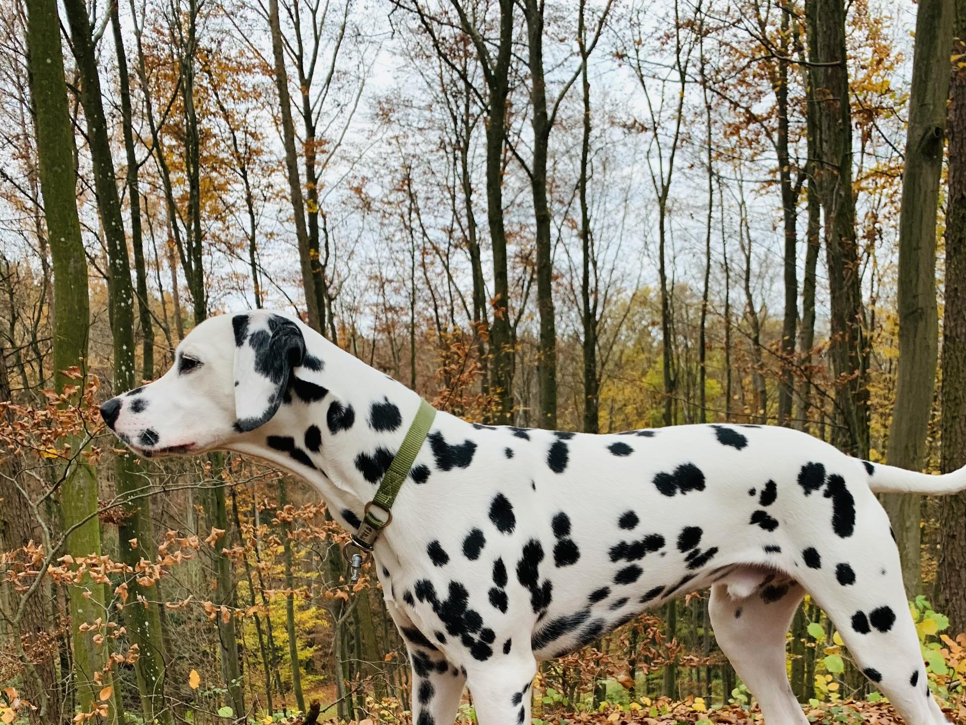 Ansicht 5 von Dr.med.vet. Wolfgang Bittner Tierarzt