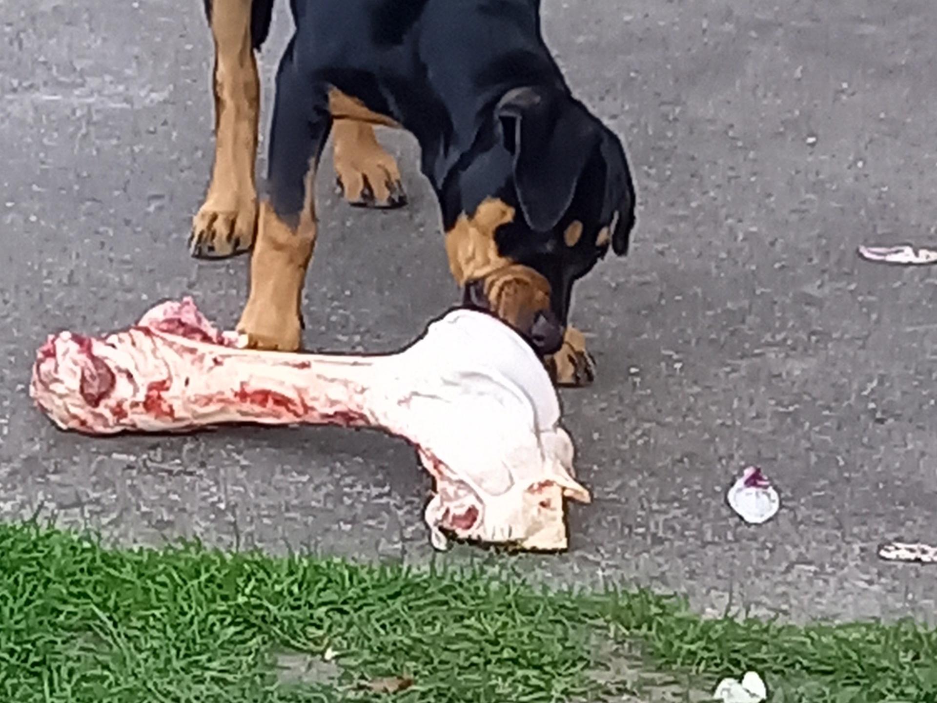 Ansicht 2 von Tierarztpraxis Eva Maria Tippelskirch
