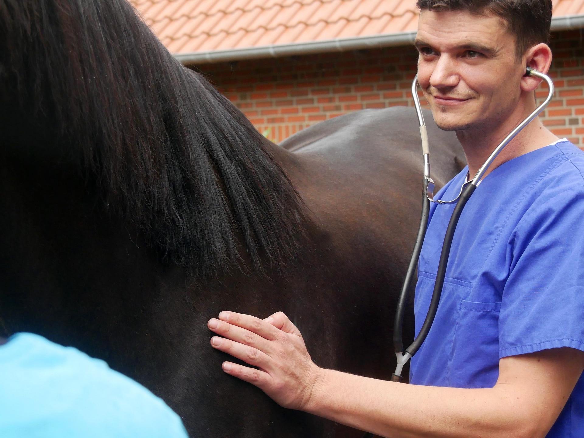 Ansicht 1 von Tierärztliches Gesundheitszentrum Dr. Nadja Kosuch & Tim Gernhardt, Steyerberg