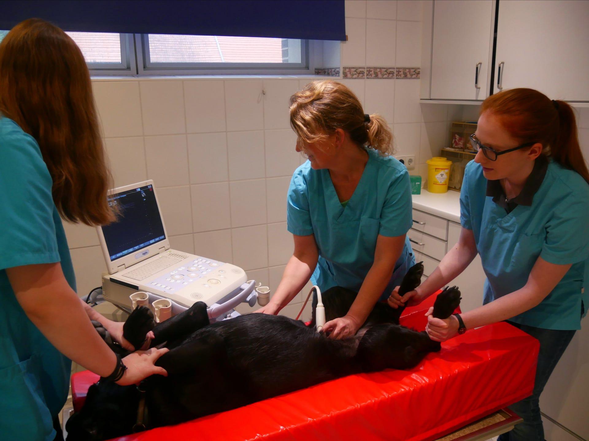 Ansicht 2 von Tierärztliches Gesundheitszentrum Dr. Nadja Kosuch & Tim Gernhardt, Steyerberg