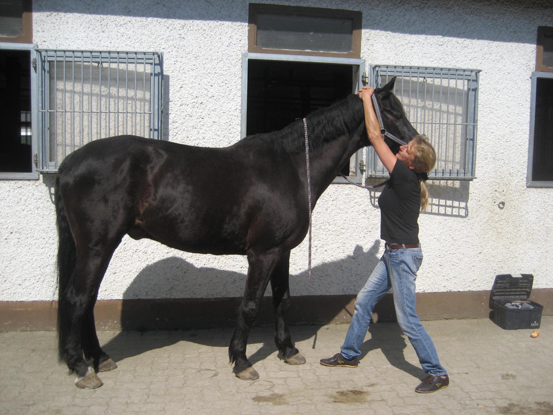 Ansicht 1 von Sylke Barra Tierärztin und Chiropraxis