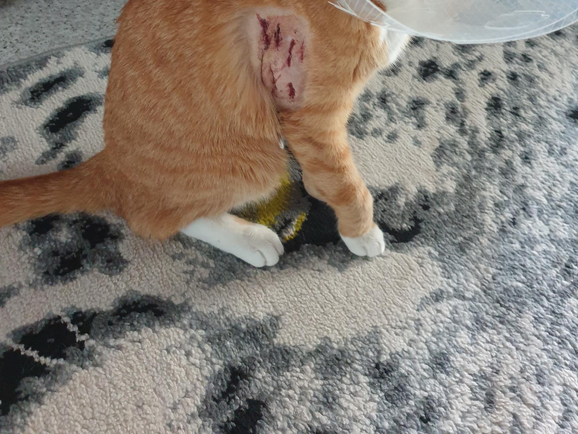 Ansicht 2 von Dr.med.vet. Anita Trützschler Tierärztin