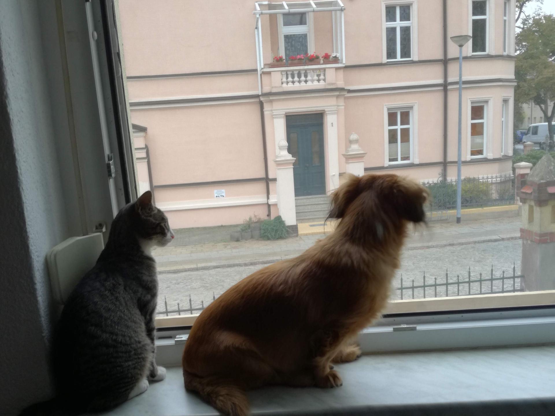 Ansicht 3 von Tierarztpraxis am Bussardweg