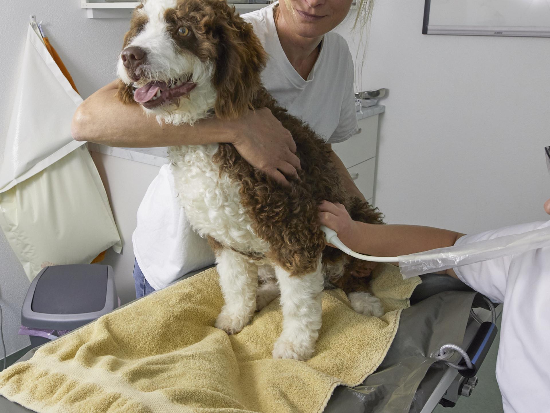 Ansicht 2 von Tierarzt Dr. Gerhard Heim