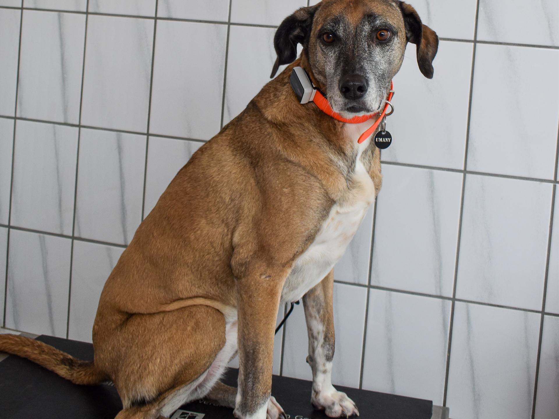 Ansicht 3 von Dr.med.vet. Annerose Mosbach Tierärztin