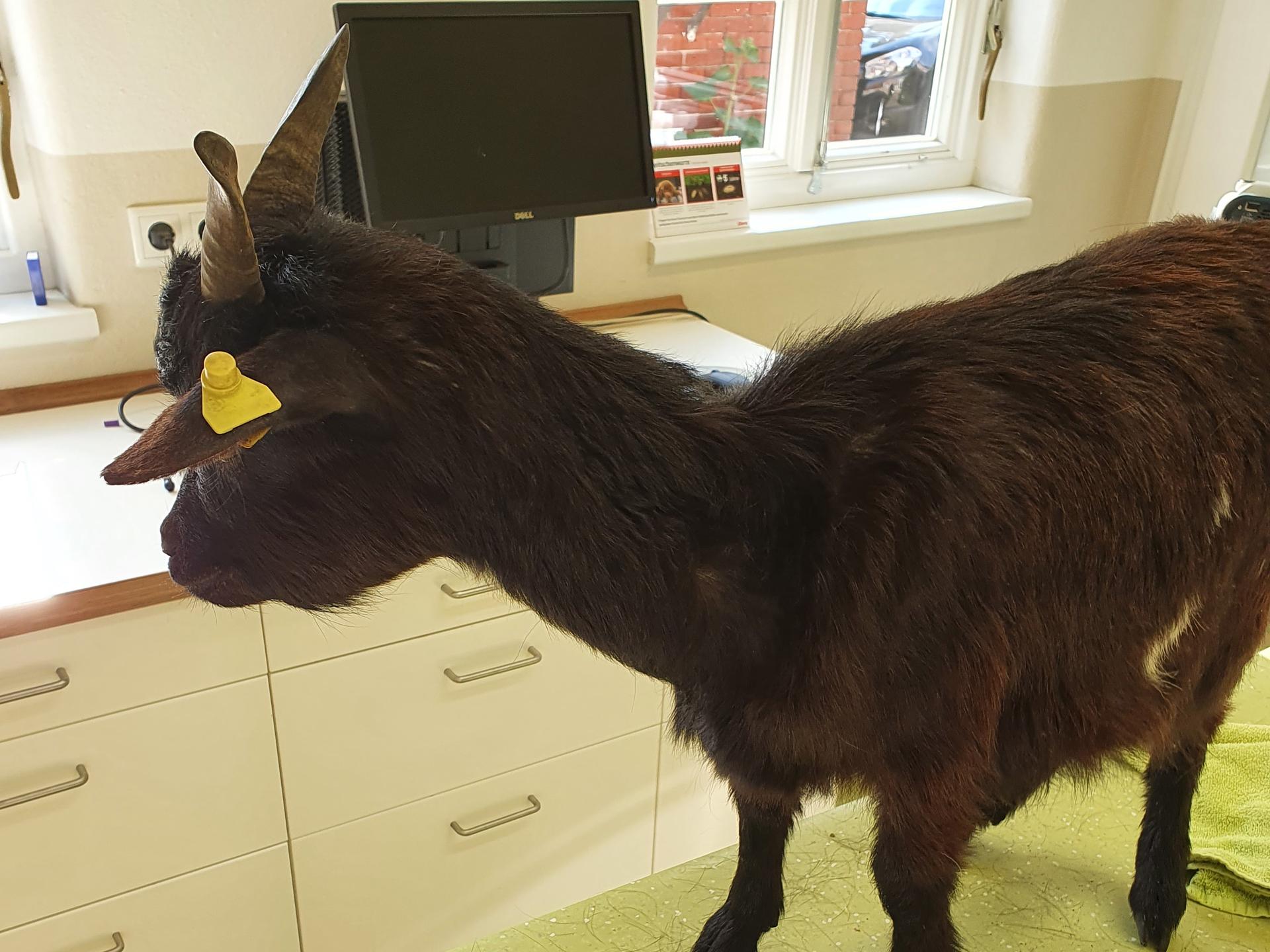 Ansicht 1 von Tierärztliche Gemeinschaftspraxis Rodewald