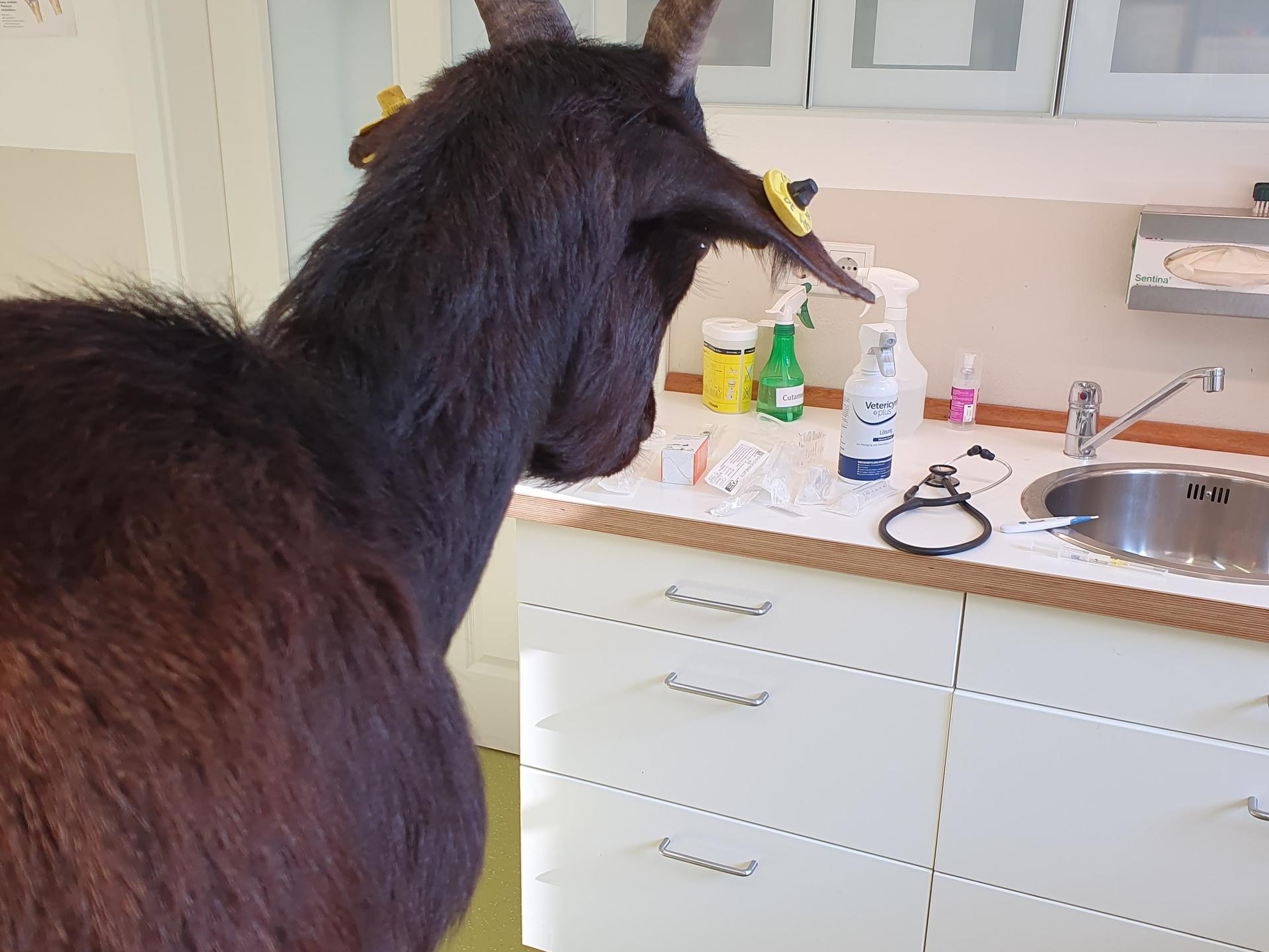 Ansicht 2 von Tierärztliche Gemeinschaftspraxis Rodewald