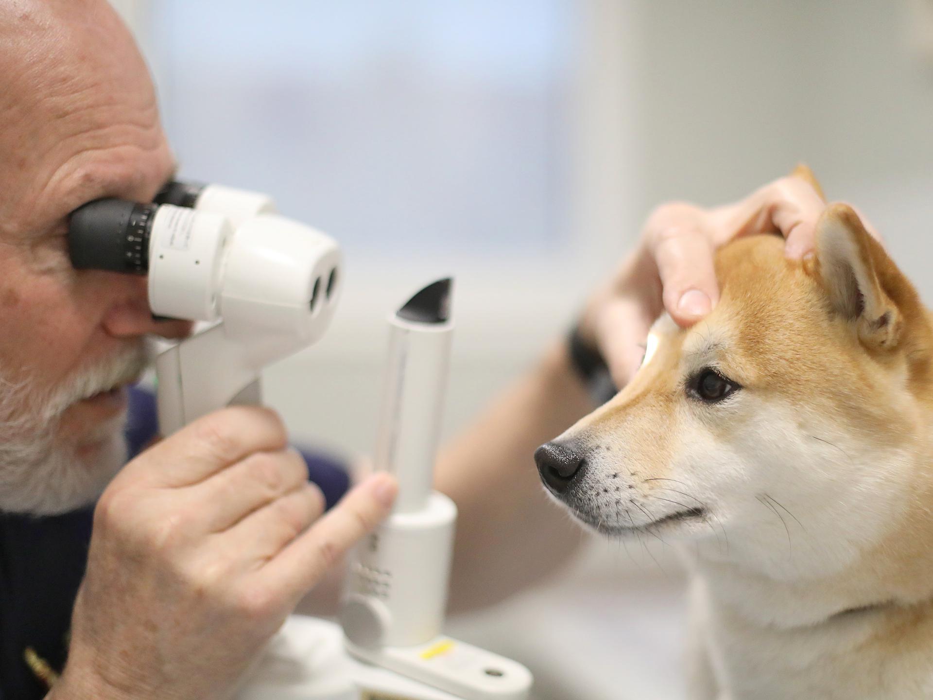 Ansicht 2 von Tierarzt/Tierklinik Rostock 24/7 Notfallklinik