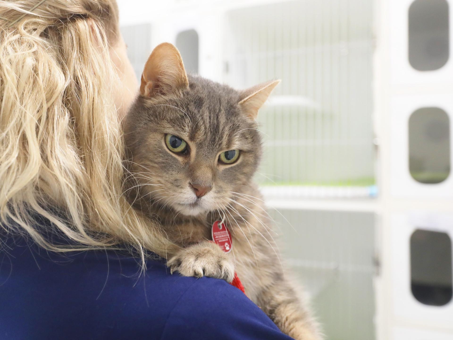 Ansicht 3 von Tierarzt/Tierklinik Rostock 24/7 Notfallklinik