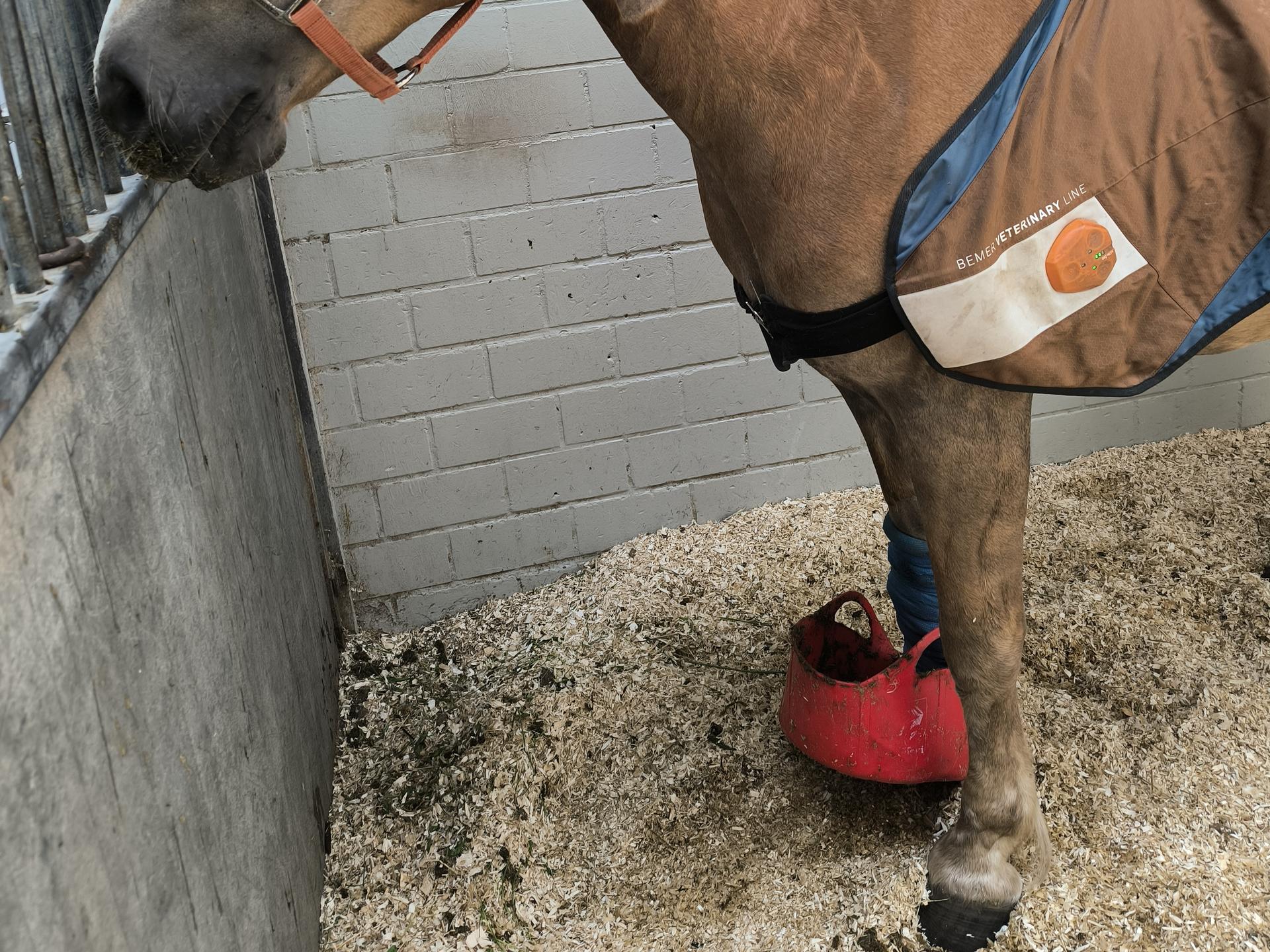 Ansicht 2 von Tierärztliche Klinik f. Pferde - Dr. Knut Anders - Notfallbereitschaft f. Pferde